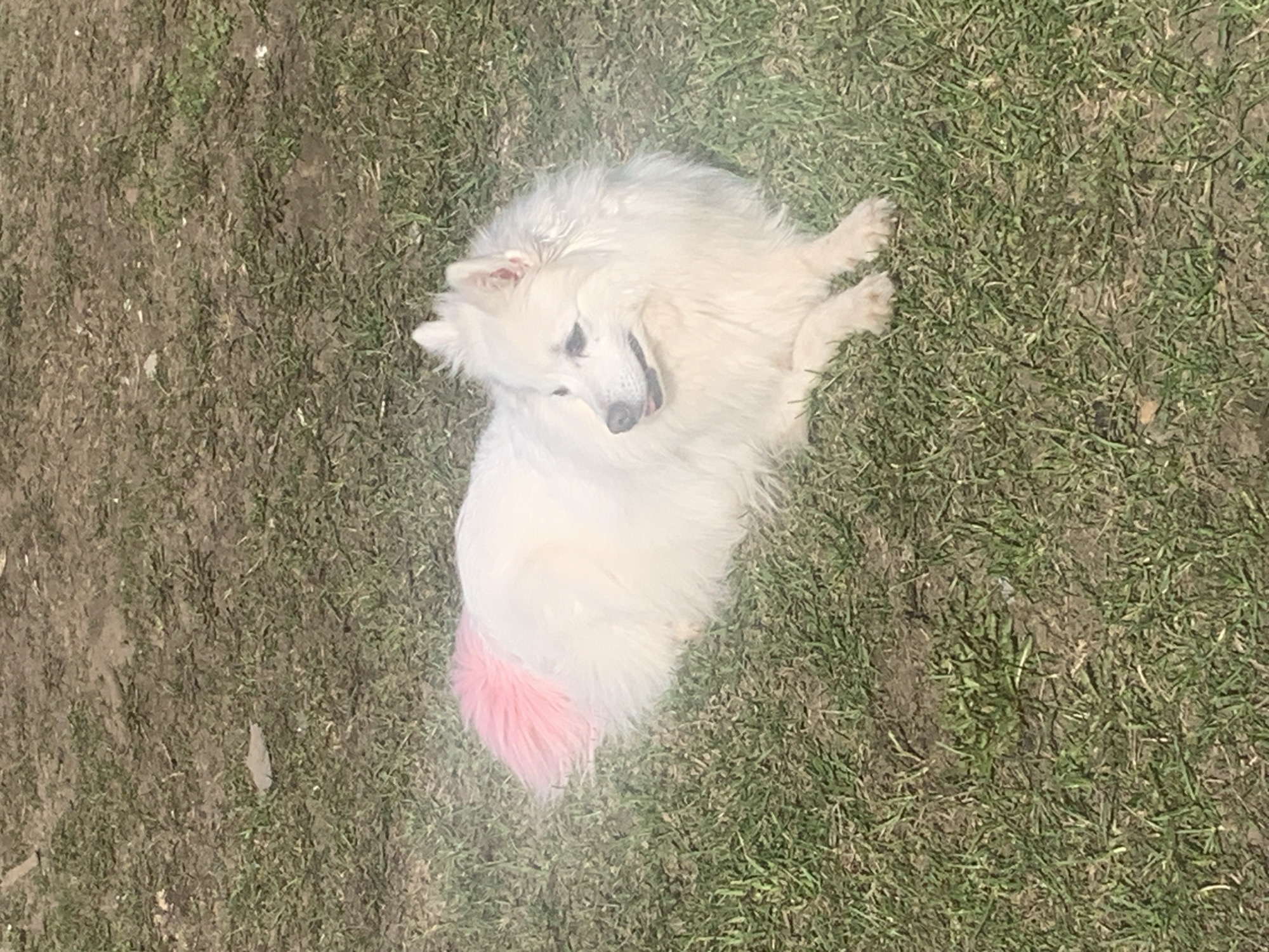 A white dog with a pink tail is lying on the grass. The dog is lying on its side, with its head turned towards the left side of the frame. The tail is dyed pink and is prominent. The background consists of grass and patches of bare earth. The photo appears to have been taken outdoors in daylight. The location, Кемуль, Russia, is provided as context, but is not visually discernible from the image itself.