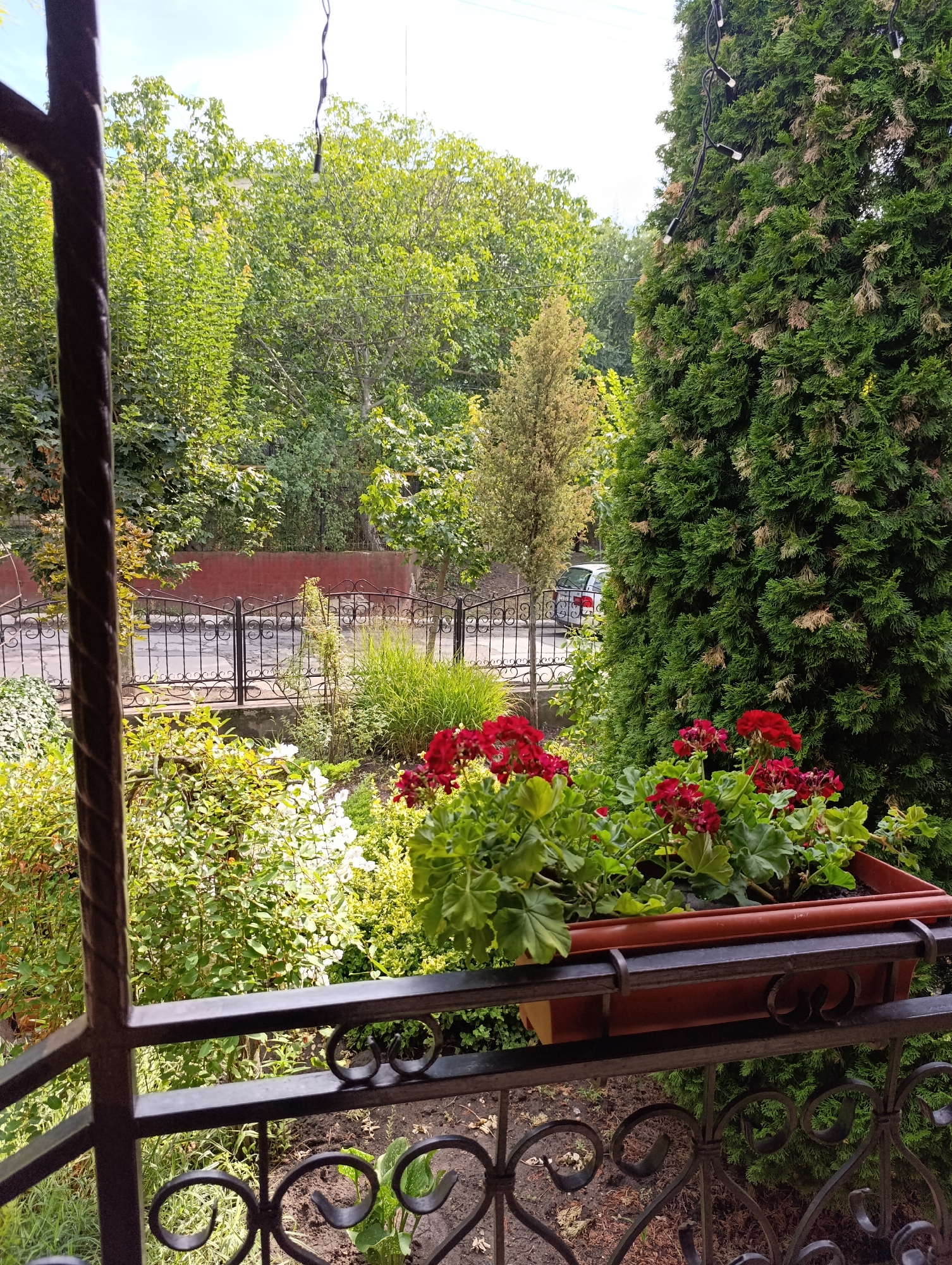 The image captures a view from a balcony or porch overlooking a residential street in Dubăsari town council, Moldova. In the foreground, a dark metal railing with decorative scrollwork partially obscures the view. Attached to the railing is a brown planter box filled with vibrant red geraniums and lush green foliage. Behind the planter, a large, dense evergreen tree dominates the right side of the frame. To the left and in the background, deciduous trees with green leaves create a verdant backdrop. A black metal fence with an ornate design separates the property from a paved area, possibly a road or sidewalk, where a light-colored car is parked. The overall scene suggests a well-maintained outdoor space with a focus on greenery and floral arrangements.