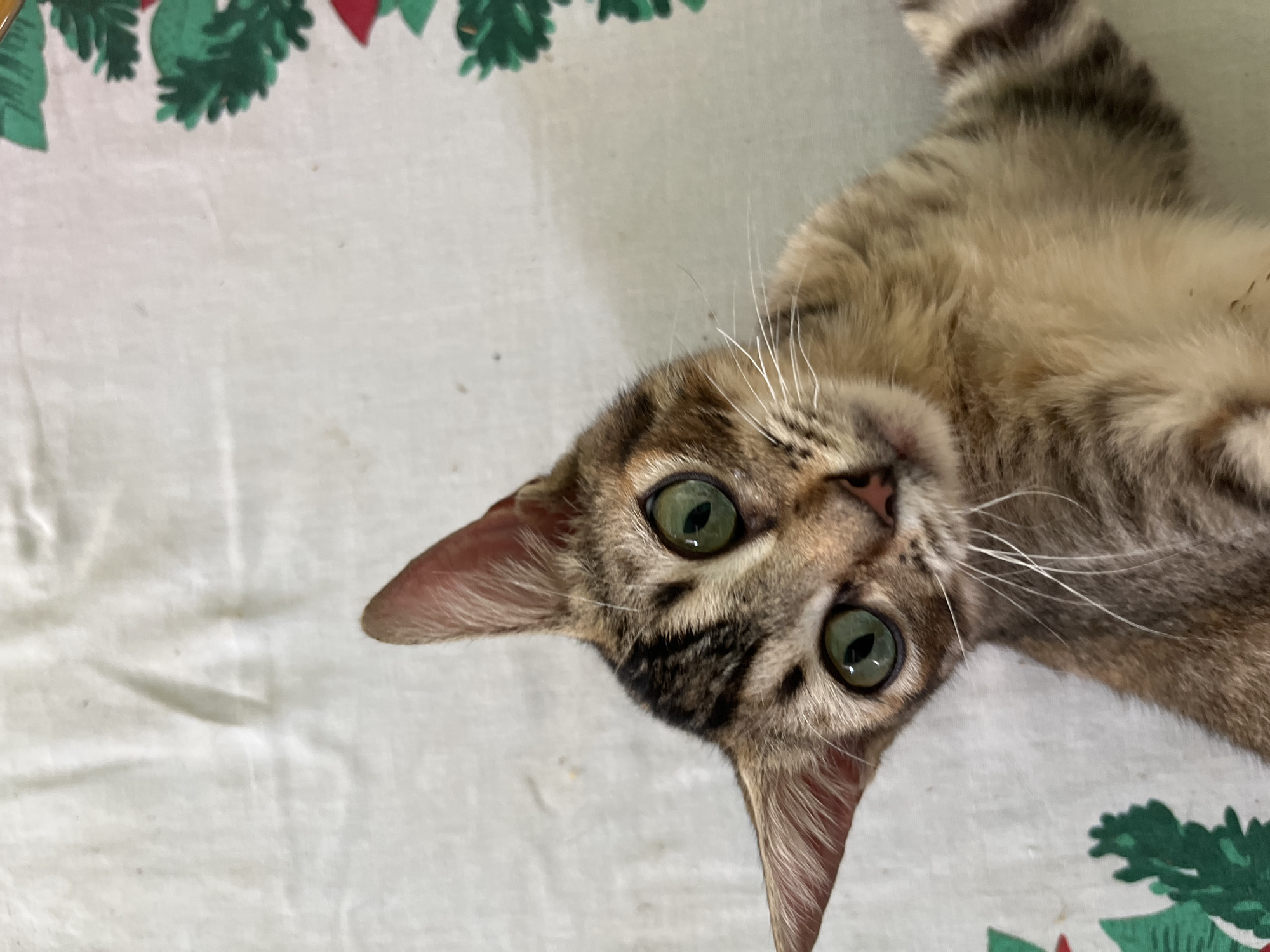 A close-up shot depicts a tabby cat with green eyes lying on a white tablecloth patterned with green and red poinsettia designs. The cat's head is tilted towards the viewer, with its right ear more prominent. The cat's fur is a mix of brown, tan, and dark stripes. The cat's whiskers are long and white. The location is Tinaquillo, Venezuela.