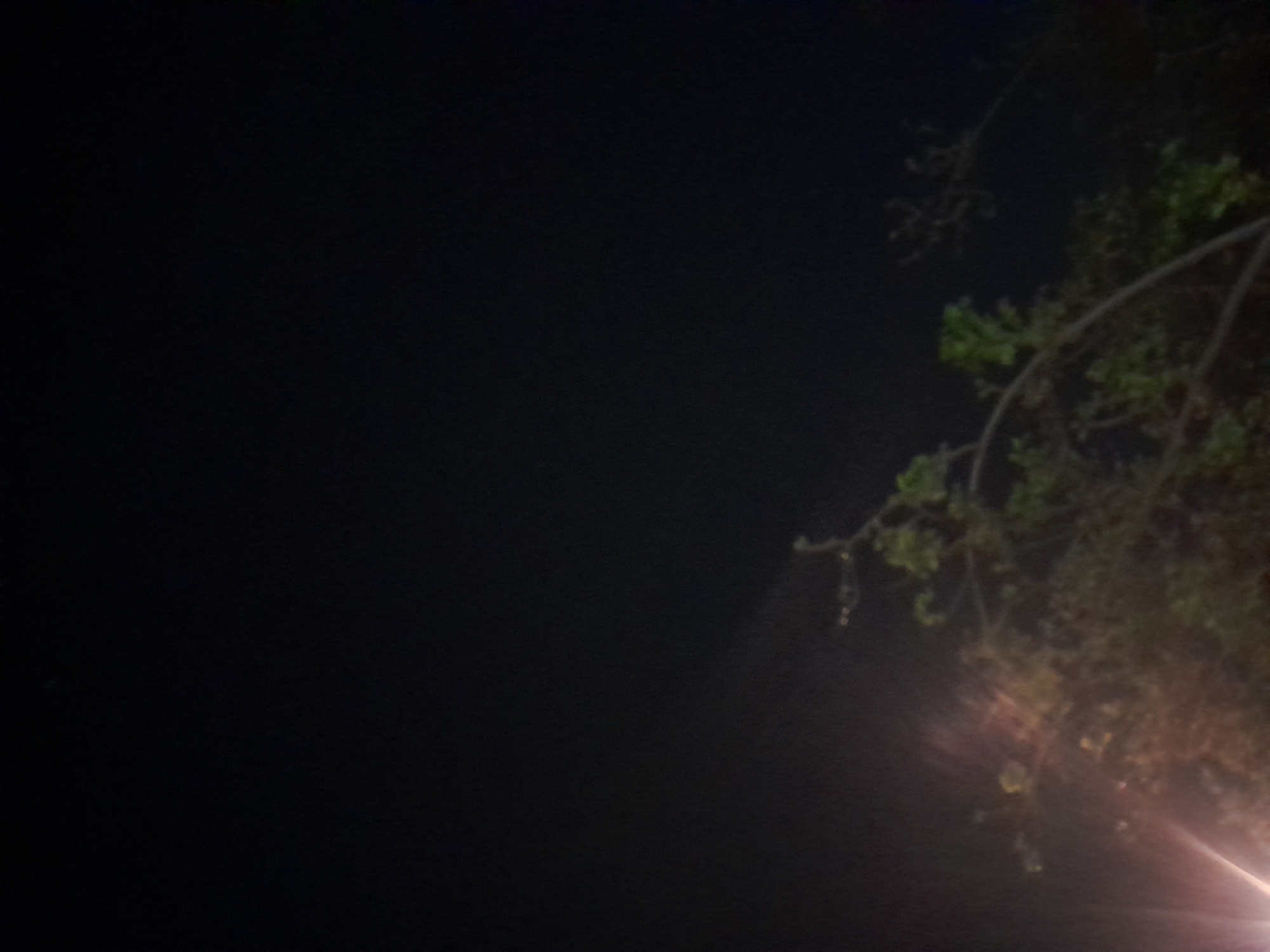 The image is a dark, blurry photograph taken at night, likely in Santa Ana, Venezuela. The foreground is dominated by the branches of trees with some green foliage visible. There is a bright, lens-flare-like light source in the lower left corner, suggesting a street light or camera flash. The background is mostly black, indicating a dark sky with possibly a faint haze or light pollution. No people or specific city landmarks are discernible.