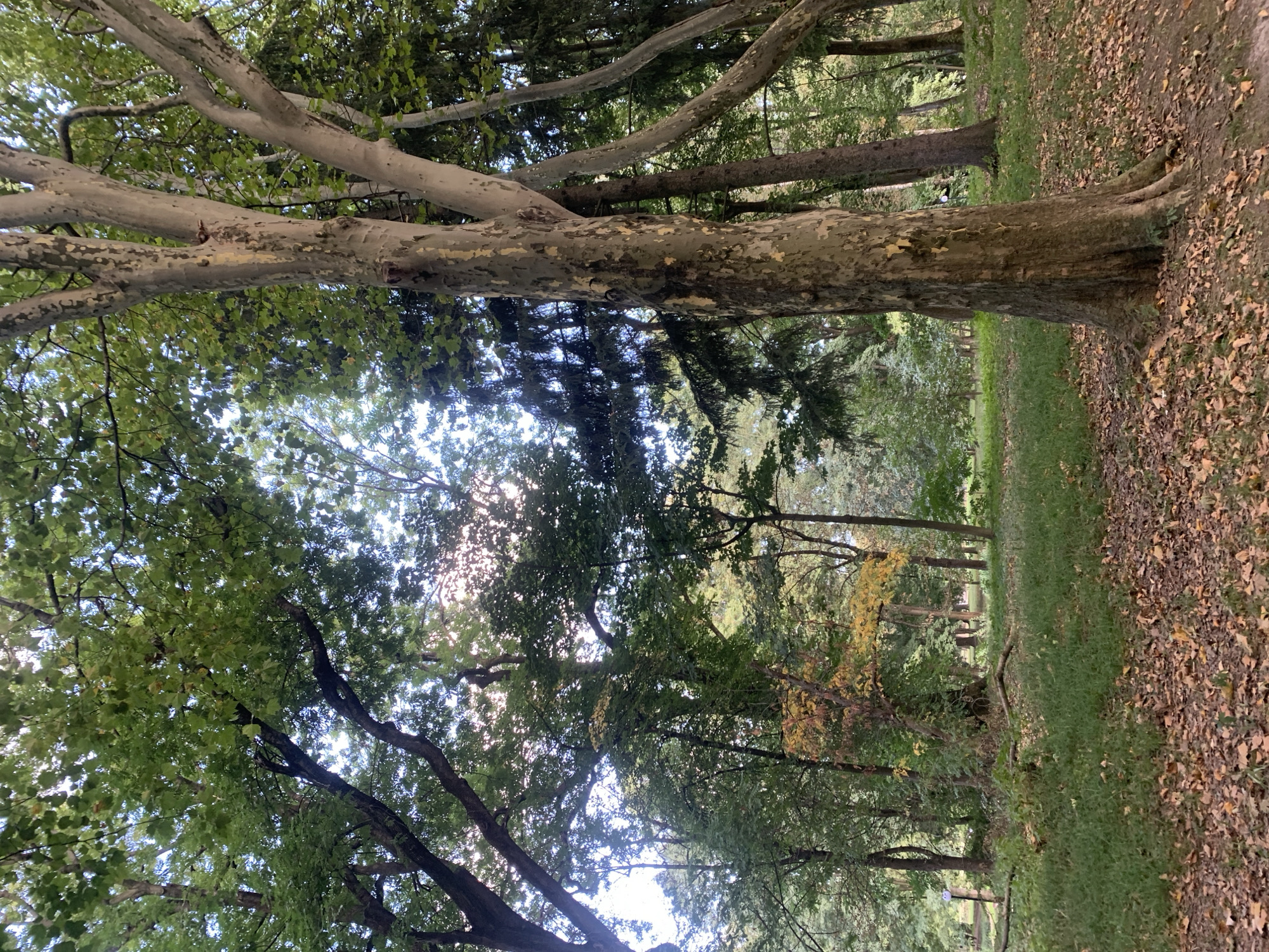 The image depicts a serene park scene in Lviv, Ukraine, possibly in Lychakiv Cemetery given the presence of mature trees and the overall atmosphere. The foreground is dominated by fallen autumn leaves scattered across a patch of grass. A large, multi-trunked tree with textured, light-colored bark stands prominently on the right side of the frame. Its branches, adorned with green leaves, reach towards the sky, creating a canopy. In the background, a dense arrangement of various trees, including some with darker, needle-like foliage and others with broad green leaves, creates a lush, layered backdrop. The sunlight filters through the leaves, casting dappled light on the ground. There are no people or animals visible in the image. The environment suggests a natural, well-maintained park setting.