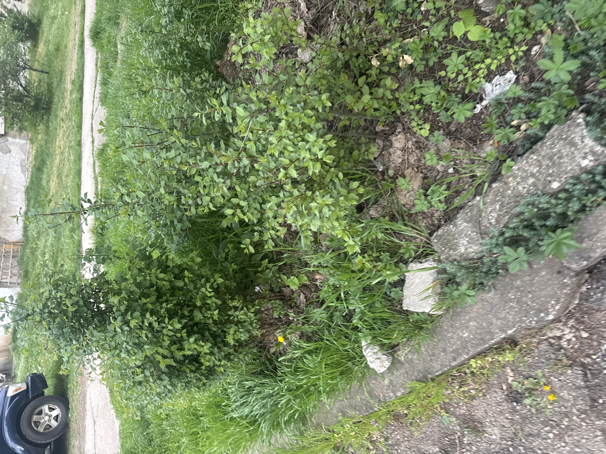 This outdoor image, taken in what is noted as Montana, Bulgaria, captures a ground-level view of an overgrown natural area adjacent to man-made structures. The primary subject is a dense, leafy green bush with small, light green leaves, occupying the left and center of the frame. Surrounding the bush and extending across the foreground and right side are various types of green grasses and weeds, some appearing tall and wild. A single yellow dandelion flower is visible within the grass in the lower-center.
To the right, a concrete curb or sidewalk edge is prominent, with smaller plants and dirt patches around it. Further back on the left, a portion of a dark-colored vehicle, specifically the front driver's side wheel and bumper, is partially visible. In the background, beyond the vegetation, a paved path or road can be seen, bordered by more grassy areas and a distant tree.
The scene appears to be static with no human or animal activity. The lighting suggests it is daytime, possibly under an overcast sky or during soft light hours, as there are no harsh shadows. Notable details include patches of exposed dirt and some small pieces of white litter (likely paper or plastic) scattered among the plants and on the ground, suggesting a somewhat unkempt environment. No visible text is present in the image.