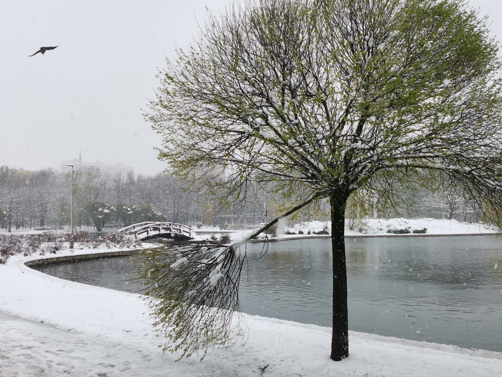 The image captures a tranquil park scene in Moscow, Russia, experiencing a late-season snowfall. The ground is entirely covered in fresh white snow, with flakes visibly falling through the air.
In the foreground on the right, a tree with vibrant green nascent leaves stands prominently, its branches adorned with patches of snow, presenting a striking contrast between new spring growth and wintry conditions. A large, dark body of water, likely a lake or pond, stretches across the mid-ground, its surface rippled and reflecting the overcast sky.
Towards the left side of the mid-ground, a charming wooden bridge with distinctive white railings arches over the water, partially obscured by the snow-laden atmosphere. The banks around the lake are covered in snow, and additional snow-dusted trees and bushes are visible behind the bridge.
In the upper left corner, a dark bird is captured in flight against the pale, snowy sky. Faintly visible through the hazy snow in the distant background are the outlines of urban buildings and a lamppost, suggesting an urban park setting. The scene evokes a sense of quiet beauty during an unusual weather event. No text is visible in the image.