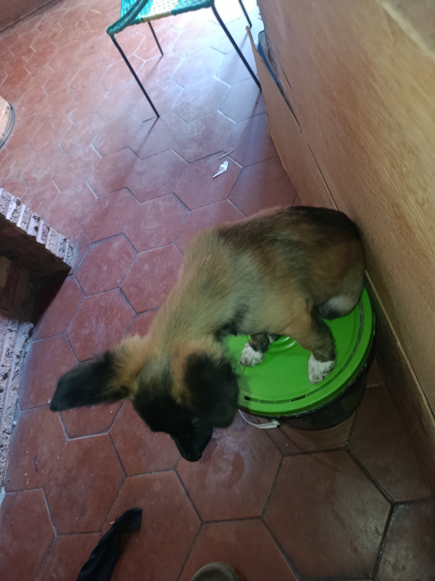 The image shows a puppy lying partially on a green bucket. The puppy has dark fur on its head and back, with lighter brown fur elsewhere. The bucket is near a wooden wall. The floor is tiled with red hexagonal tiles. A small section of a chair is visible in the background. Part of a black object is visible on the floor. This location is in Juan Griego, Venezuela.
