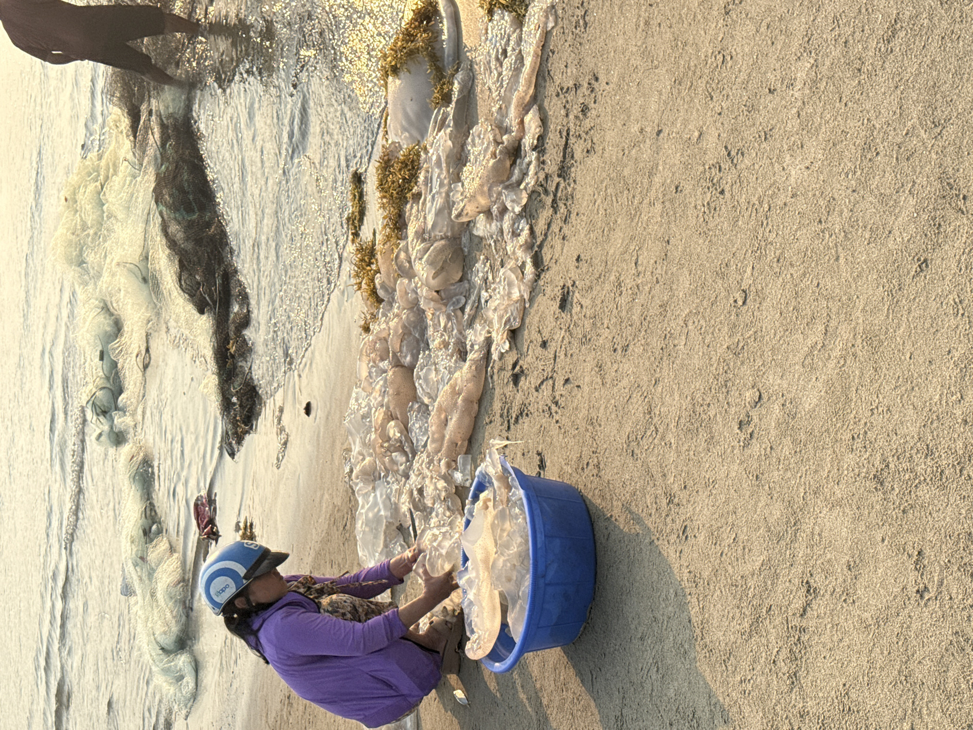 The scene is a beach in Đà Nẵng, Vietnam, where a woman wearing a blue helmet and purple shirt is kneeling next to a blue bucket, picking up jellyfish from the sand. A large number of jellyfish are scattered along the shoreline. Fishing nets are visible in the shallow water to the left. Two individuals are walking in the water. The beach is sandy.