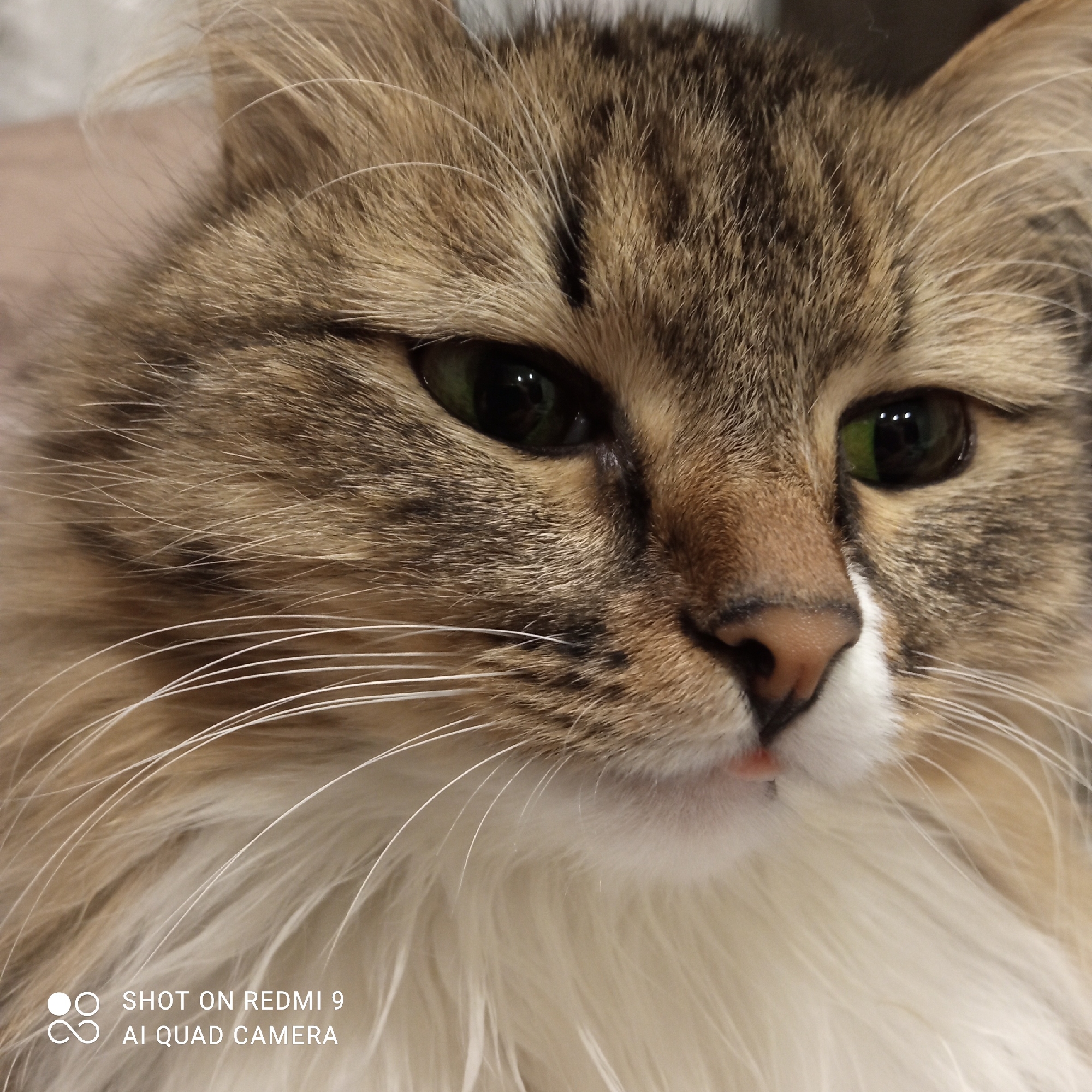 A close-up photograph depicts the face of a brown and white cat. The cat has green eyes and long white whiskers. A small portion of its pink tongue is visible. The bottom left corner of the photograph contains the text "SHOT ON REDMI 9 AI QUAD CAMERA". The location of the image is undetermined; there is no information to indicate the photo was taken in Chaikovsky, Russia.