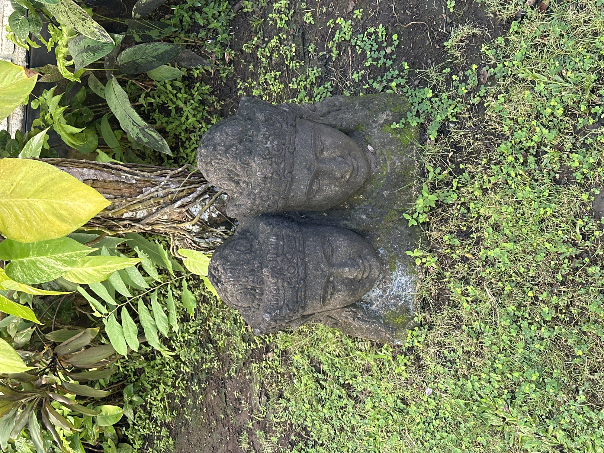 The image shows two stone heads lying on the ground in a garden setting in Mendoyo, Indonesia. The heads are weathered and appear to be from statues, possibly of Buddha or similar figures. They are surrounded by vegetation, including green plants and grass. To the left of the heads is a cluster of foliage consisting of yellow and green leaves, with exposed roots visible. The ground is covered with dirt and small plants, indicating a natural or landscaped environment.