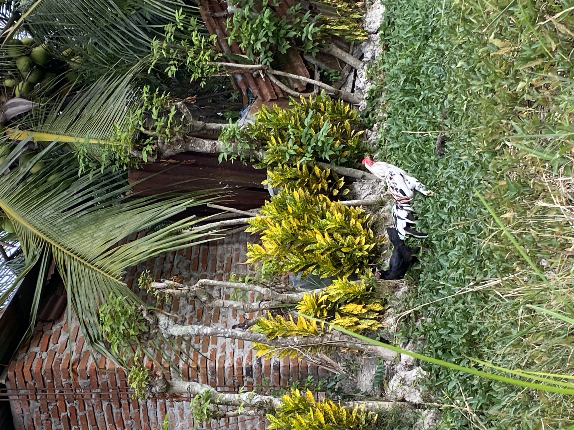 Two chickens, one black and one white with black markings, are foraging in lush green grass. Behind them, a weathered brick wall stands against a backdrop of tropical vegetation, including palm trees with coconuts and bright yellow-green leafy plants. A rusty corrugated metal roof is visible amidst the foliage. The scene appears to be an outdoor domestic area in Cotgadong, Indonesia, possibly a backyard or a more rural setting given the natural elements and rustic structures. The lighting suggests it is daytime, likely late afternoon given the shadows.