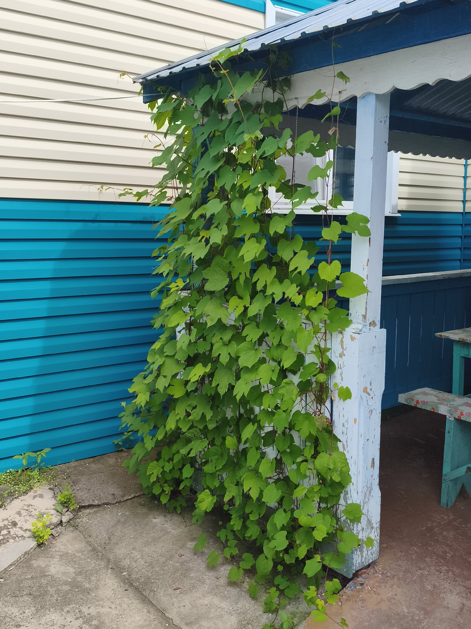 In an outdoor setting adjacent to a building with light-colored horizontal siding above a bright blue section, a dense green vine with numerous heart-shaped leaves climbs upwards along a white, weathered wooden support post. The post is part of a covered structure with a dark metal roof edged with blue and white trim. To the right, a teal-colored bench with a patterned seat is visible under the overhang. The ground is a combination of cracked concrete and dirt with sparse green vegetation. The image appears to be taken on a bright, overcast day. The location in the city of Konstantinovka, Russia, is not explicitly depicted but is provided as contextual information.