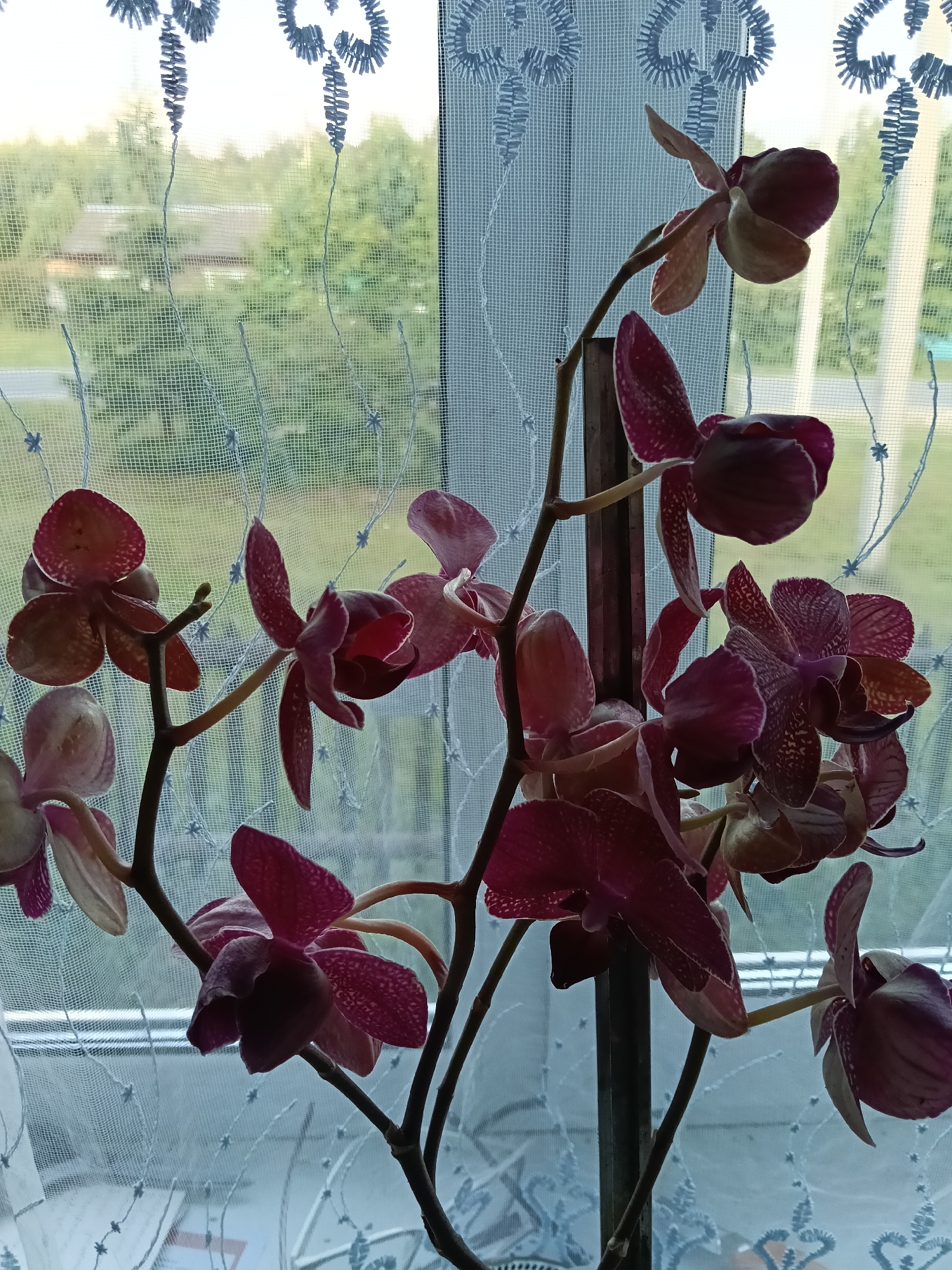 This media file captures a serene indoor scene looking out through a window, located in Krasny Mayak, Russia. The primary subjects are a vibrant cluster of orchids, featuring numerous deep purplish-red or magenta flowers with lighter variegated markings on their petals, arranged on multiple slender stems. The orchids appear healthy and in full bloom, positioned close to the window.
The window is covered by a delicate, sheer white curtain with a fine mesh texture and intricate blue embroidery. The embroidery depicts stylized floral or abstract patterns, adding a decorative element to the domestic setting. Through the translucent curtain, an outdoor scene is visible. This includes a lush green landscape dominated by trees, suggesting a rural or semi-rural environment. A building, possibly a house, can be faintly discerned in the distance amidst the greenery.
The lighting indicates a soft, diffused illumination, likely from late afternoon or an overcast sky, which casts no harsh shadows and creates a tranquil atmosphere. There are no people or specific activities taking place, presenting a peaceful still life. No text is visible in the image. The overall impression is one of calm domesticity and a connection to nature outside the window.