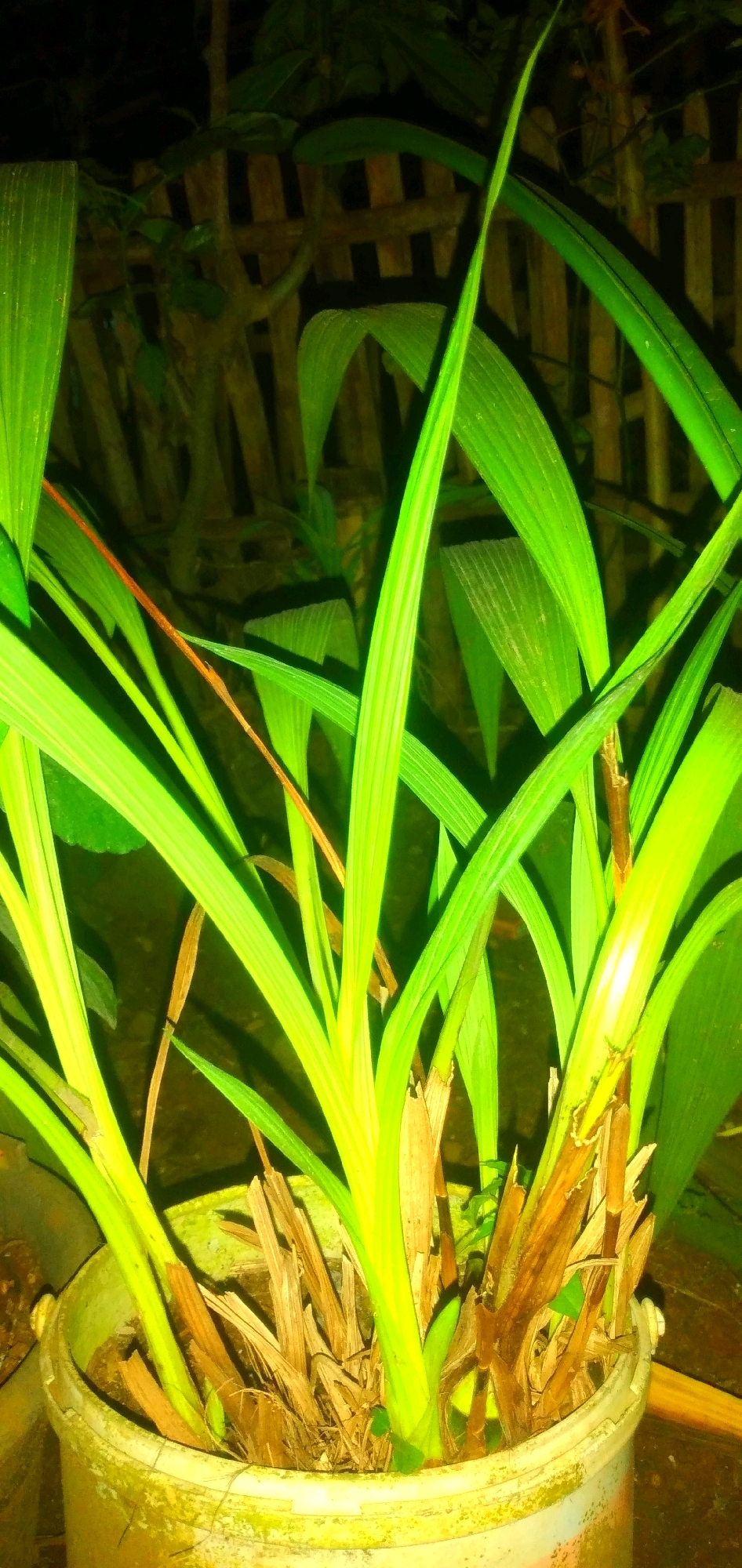 The image shows a close-up of a potted plant with long, vibrant green leaves. The plant is in a weathered, light-colored pot, with dry, brown material visible around the base of the leaves. In the background, a rustic wooden fence is visible, with dark shadows suggesting it is nighttime or a dimly lit area. The environment appears to be outdoors. The image was taken in Rahong, Indonesia.
