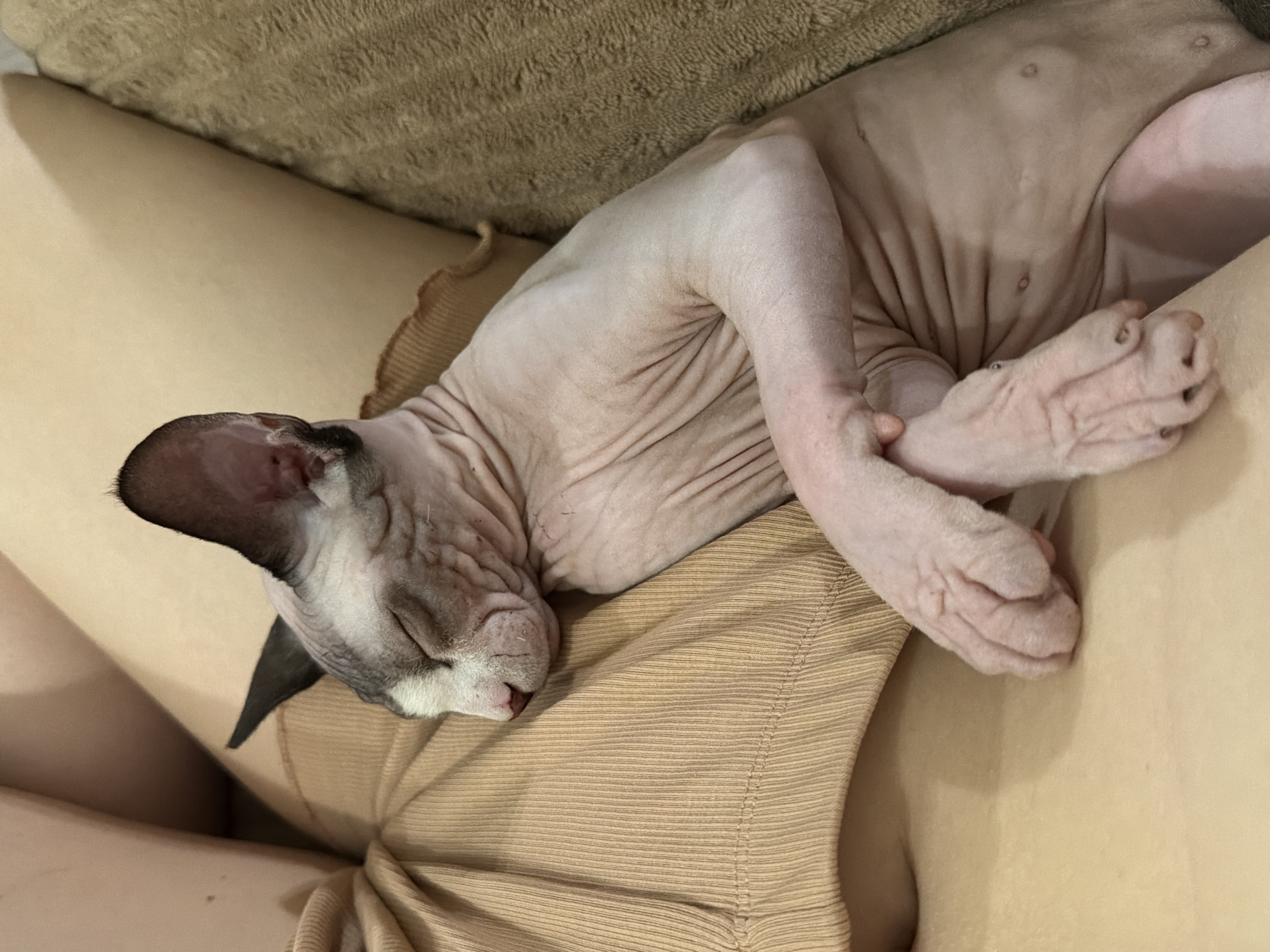 A hairless cat is sleeping on a person's lap, which is covered by a beige ribbed shirt. The cat is light pink with dark grey markings on its head and ears. Its eyes are closed, and its paws are crossed. The background is a brown textured surface. The image is taken from a close-up, slightly overhead angle.