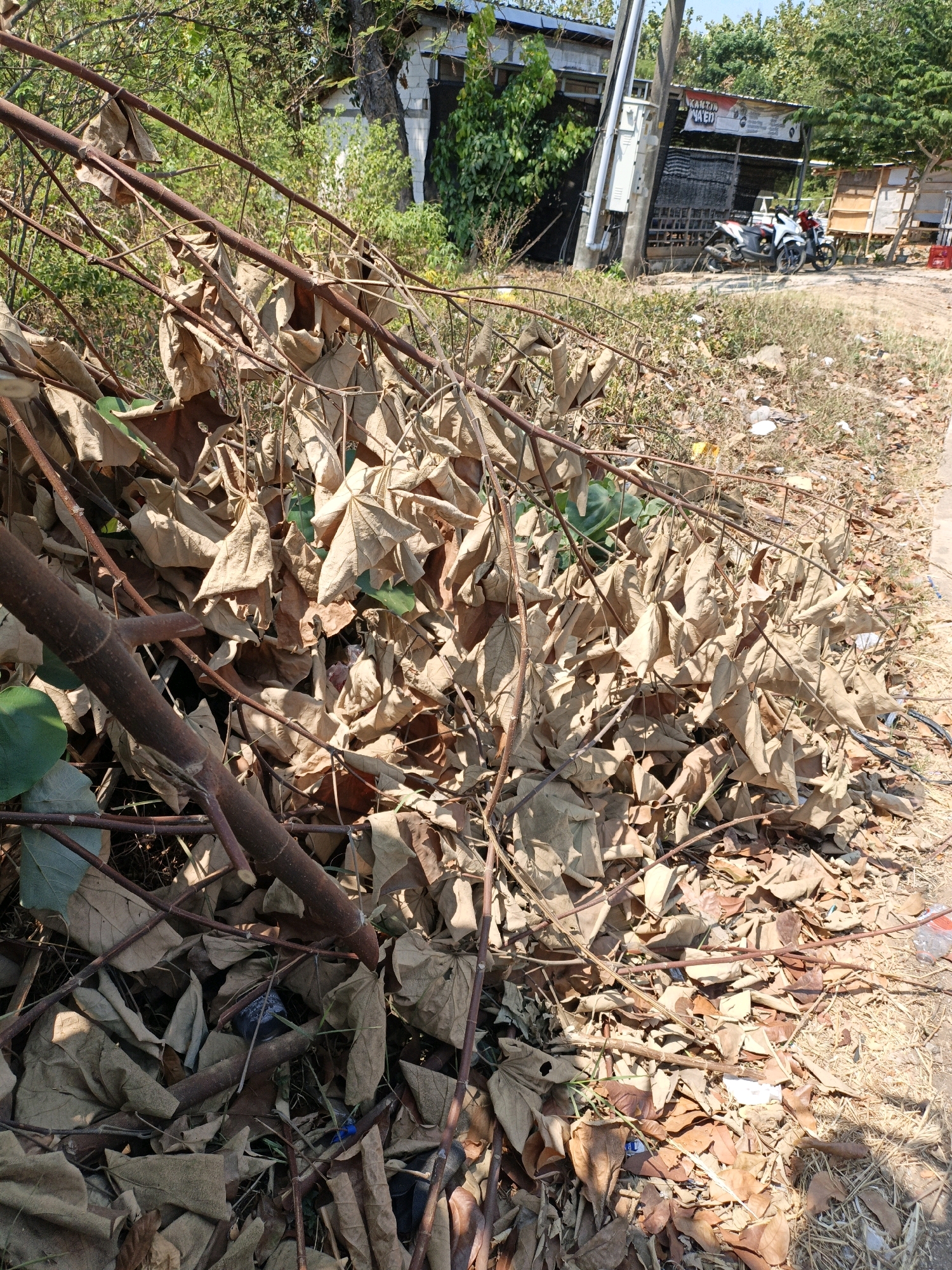In Kuwasen, Indonesia, a pile of dry, brown leaves and branches is situated on the side of a dirt road. The foliage is thick and scattered, with some green leaves interspersed. Several thin, brown branches are entangled with the leaves, creating a dense layer. In the background, a building with a dark, textured wall and a white section is visible, along with a utility pole and wires. Two motorcycles are parked in front of the building. The ground is covered in dirt and dry grass, with some scattered litter. The scene appears to be outdoors on a sunny day.