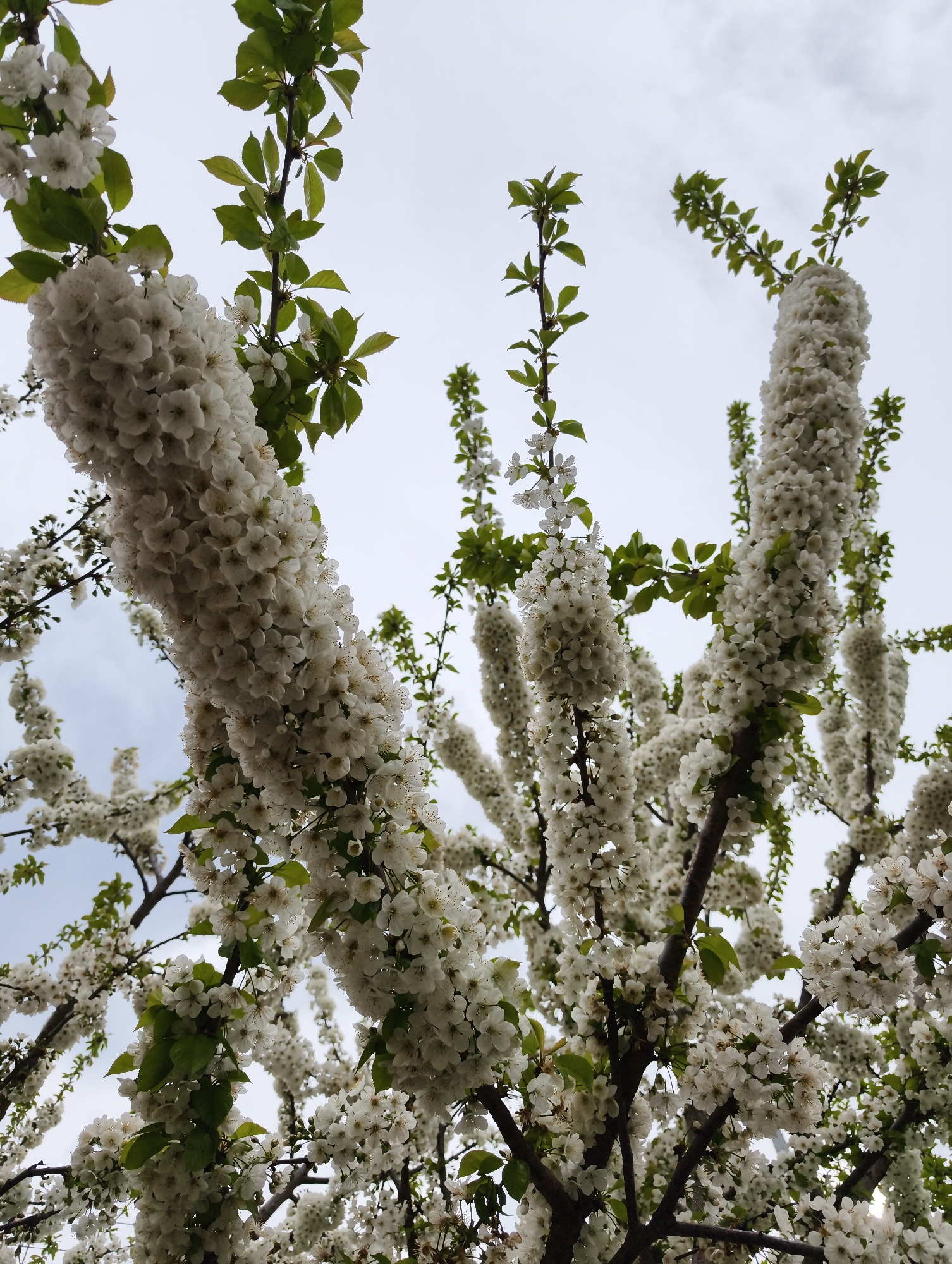 The image presents an upward, close-up view into the canopy of a tree densely covered in white blossoms, characteristic of springtime in Krasnodar, Russia. The primary subject is the profusion of small, delicate white flowers, which are clustered tightly along the branches, forming thick, column-like sections of bloom. Each individual flower displays multiple white petals and a visible lighter-colored center, likely containing stamens.
Interspersed among the abundant white flowers are fresh green leaves, appearing on the branches and new growth, offering a subtle contrast to the dominant white. The tree's branches, varying in thickness and a dark brown hue, are largely obscured by the blossoms but provide the underlying structure. The sky forms the background, appearing bright and overcast or partly cloudy, with a soft, diffused white to light grey tone, suggesting daytime without direct harsh sunlight.
There is no discernible activity taking place, as the image focuses solely on the flowering tree. No people, animals, or artificial objects are visible. The overall impression is one of natural beauty and the vibrancy of spring bloom. There is no visible text in the image.