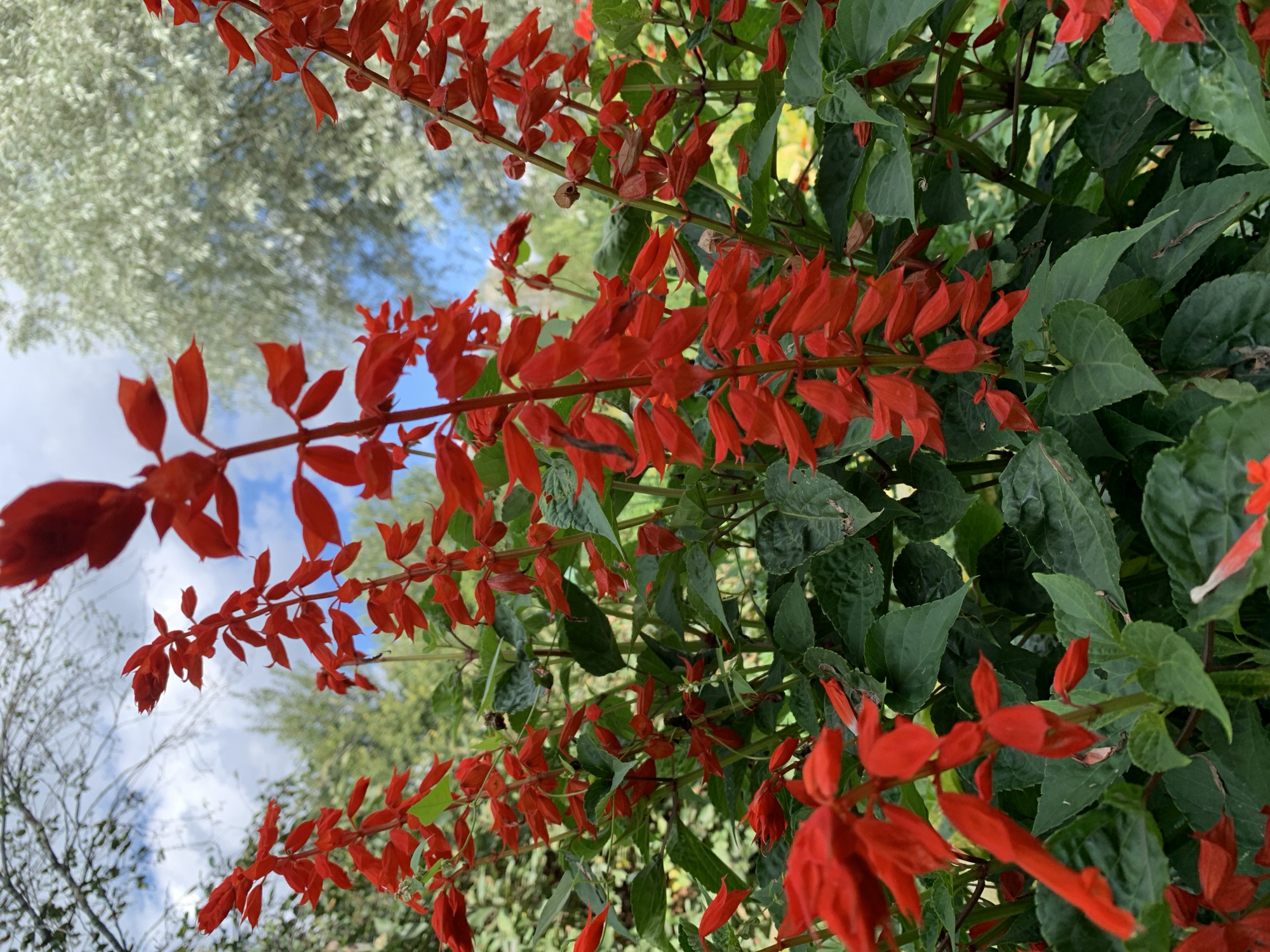 A close-up, eye-level, vertical shot captures a dense cluster of vibrant red Salvia flowers in bloom. The flowers, arranged in tall, spiky inflorescences, are the dominant element, their bright color contrasting with the deep green foliage. The background is a blur of natural elements, with the sky visible through gaps in the leaves, showing some clouds and tree branches. The overall impression is of a lush, outdoor garden setting, likely in Novostroika, Russia, with the soft focus on the background suggesting a shallow depth of field. There are no people or animals visible in the image.