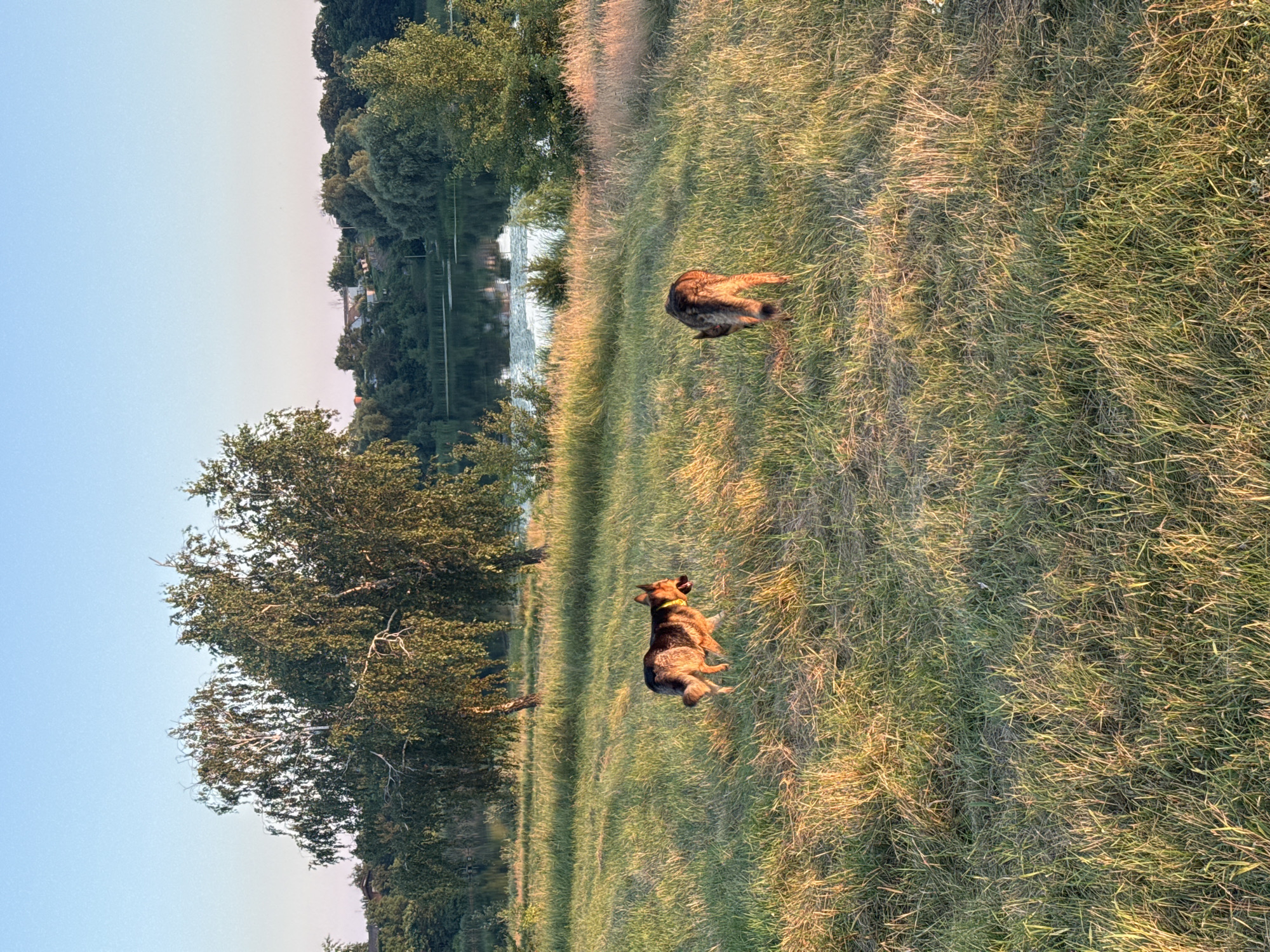 In the city of Horodyshche, Ukraine, two German Shepherd dogs are captured in a grassy field during what appears to be a late afternoon or early evening. The sky is a clear, soft blue. The foreground is dominated by tall, golden-hued grass, indicative of dry conditions or the summer season.
To the left, one German Shepherd is in motion, its body angled towards the right. It wears a bright yellow collar. Its mouth is open, and its tongue is visible, suggesting it might be panting or running. The dog's coat is a mix of tan and black.
Further to the right and slightly behind the first dog, the second German Shepherd is facing away from the viewer, its head down, seemingly sniffing the ground. Its fur is also a mixture of dark and lighter shades, with a lighter underside and tail.
In the mid-ground, two large trees with sparse, drooping branches are situated, their leaves a vibrant green. Beyond the field, a body of water, likely a lake or river, is visible, reflecting the surrounding greenery and the sky. A scattering of buildings and more trees form a backdrop on the far side of the water. The overall scene is one of a natural landscape bathed in warm, low sunlight.