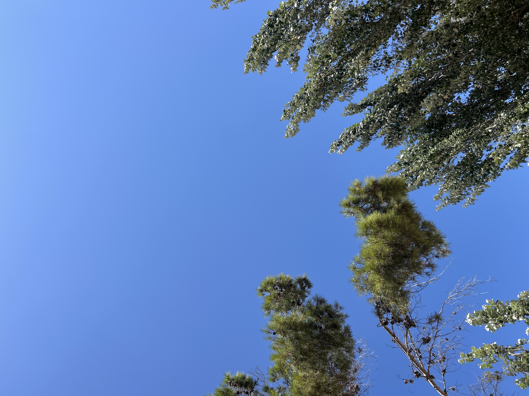 The image captures a view of the clear blue sky through the branches of trees. In the foreground, pine branches with cones are visible on the left, extending into the frame from the bottom left and top left. On the right side of the image, a cluster of deciduous trees with green leaves is seen, also reaching into the sky. The perspective is looking upwards from below the tree canopy. The scene appears to be outdoors in a natural setting, possibly in Cala Lliteres, Spain, under a bright, cloudless sky. There are no people or specific actions depicted.