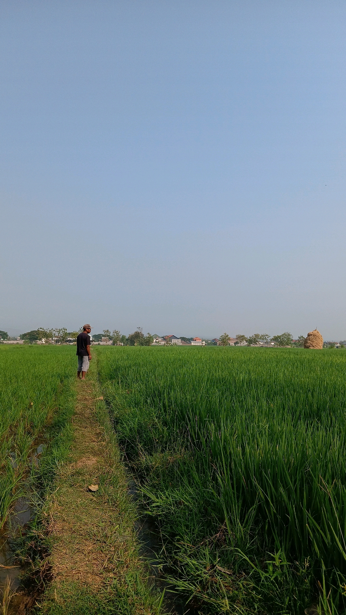 An Indonesian man stands on a dirt path between lush green rice paddies under a clear blue sky. He is wearing a black t-shirt, checkered shorts, and a baseball cap, facing away from the camera and looking towards the distant landscape. The rice fields are vibrant and tall, with water visible in the channels bordering the path. In the background, a line of houses and trees are visible, with a haystack forming a conical shape to the right of the frame. The scene appears to be in Geger, Indonesia, a rural area known for its agricultural landscapes.