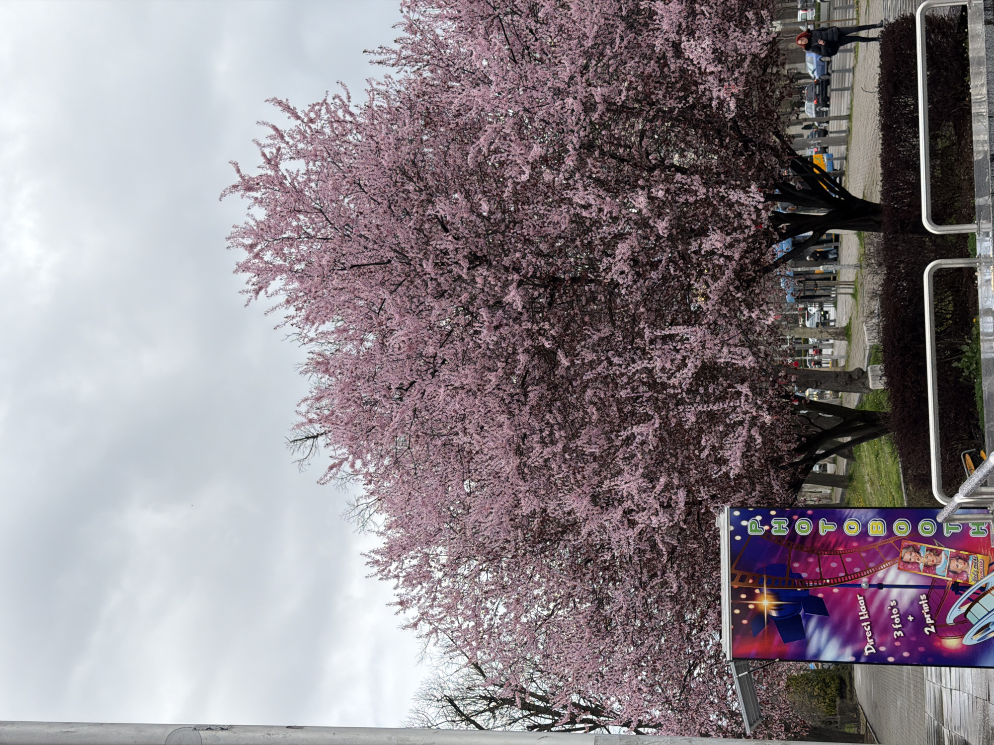The image depicts a street scene in Sofia, Bulgaria, featuring a large, flowering tree with pink blossoms in full bloom. The sky is overcast. A 'Photo Booth' sign is prominently displayed in the lower right corner of the image. The presence of vehicles and pedestrians on the street is discernible in the background. A metal railing or fence is visible. The presence of a cemetery can be confirmed due to the gravestones lining the horizon, situated behind the flowering tree.