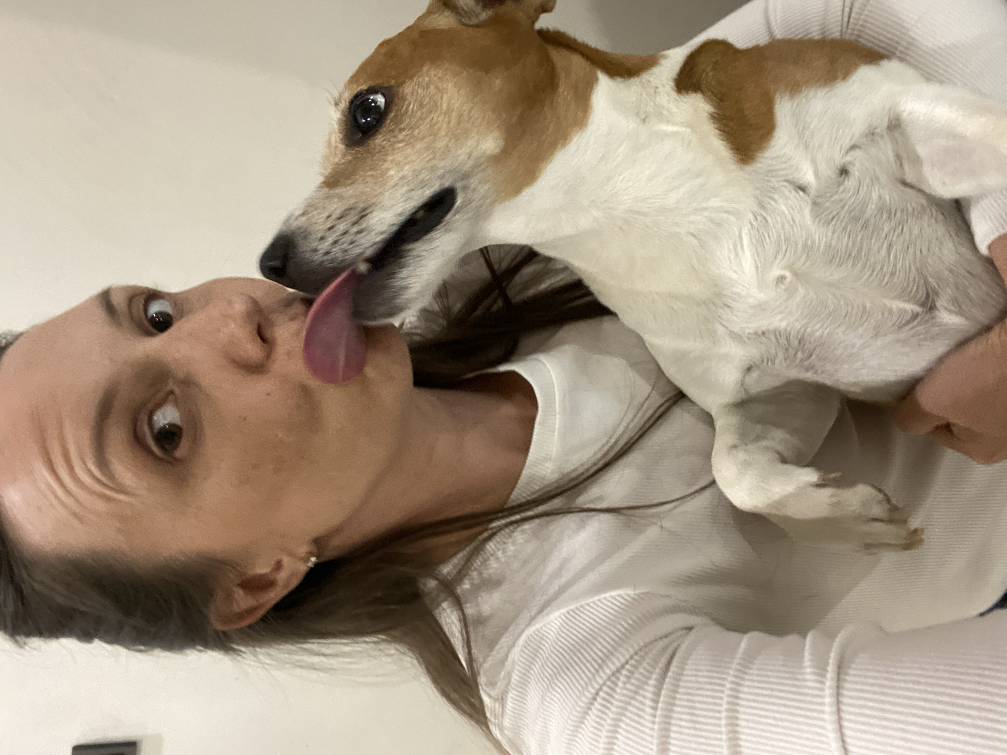 A woman is holding a Jack Russell Terrier dog in her arms. The dog is licking the woman's face. The woman is looking at the camera with her tongue sticking out. The woman is wearing a white sweater. The dog has brown and white fur. The background is a plain white wall. The scene does not appear to be in Chaikovsky, Russia.