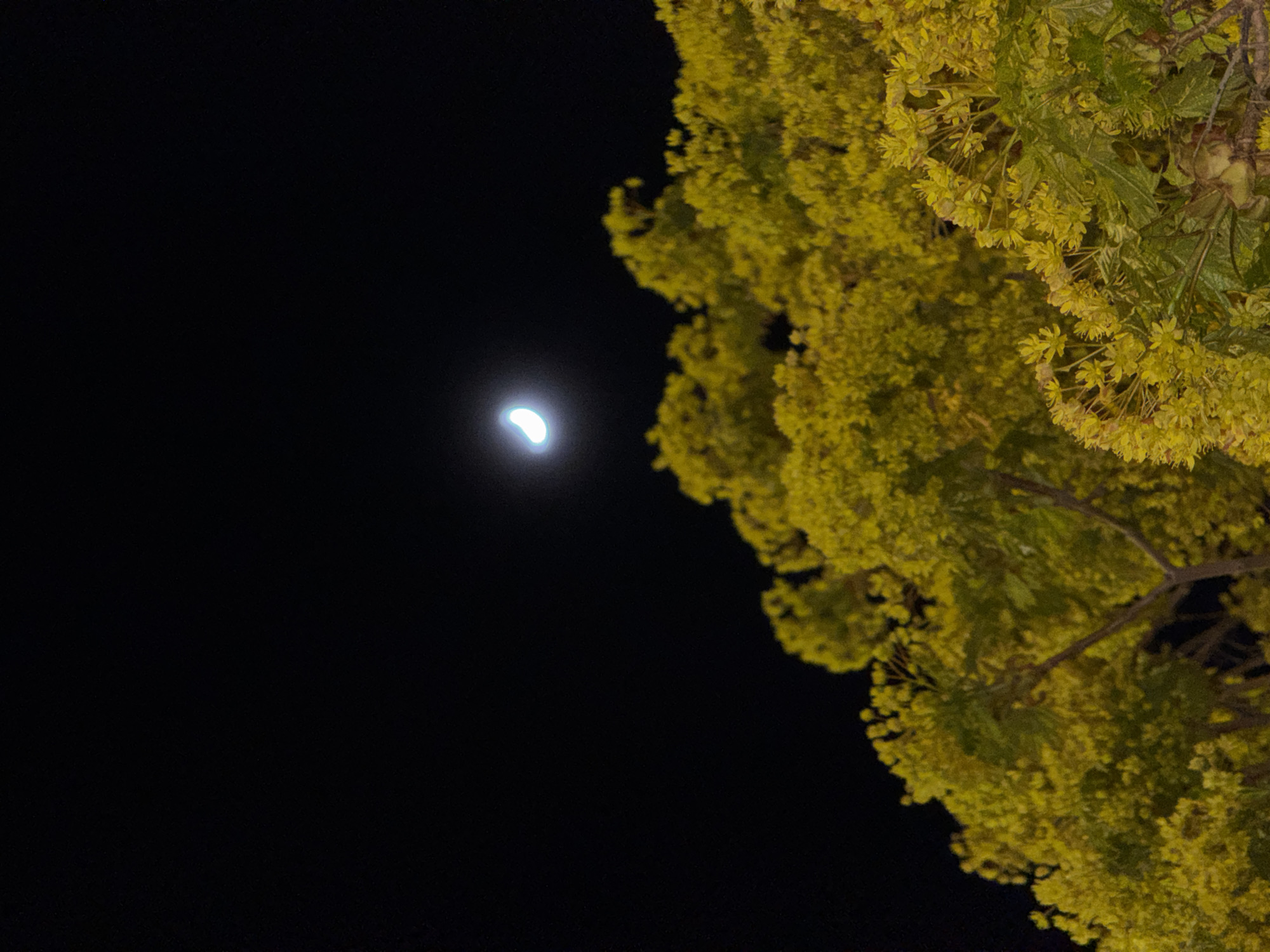 This media file presents a striking outdoor night scene. The primary subjects are a crescent moon and a section of a tree with bright yellow-green foliage. The time of day is clearly night, characterized by the deep black sky occupying the upper left and lower left portions of the frame.
The moon, appearing as a luminous, somewhat blurry white crescent, is situated in the middle-left area of the image. Its brightness suggests it's a prominent feature in the dark sky. The weather is clear, as no clouds obscure the moon or the night sky.
Dominating the right side and extending into the lower right corner is a dense mass of tree foliage. This foliage is exceptionally vibrant, displaying a vivid yellow-green hue, suggesting it is brightly illuminated by an unseen artificial light source, such as a streetlight or building lights. Closer inspection reveals clusters of small, possibly flowering, yellow-green leaves or blooms, indicating a tree with a full canopy.
No people, animals, or man-made structures other than the implied light source are visible. There is no specific activity or event taking place; it is a static, natural scene. The image evokes a sense of calm and natural beauty. No visible text is present within the image. The location context provided is Varna, Bulgaria.
