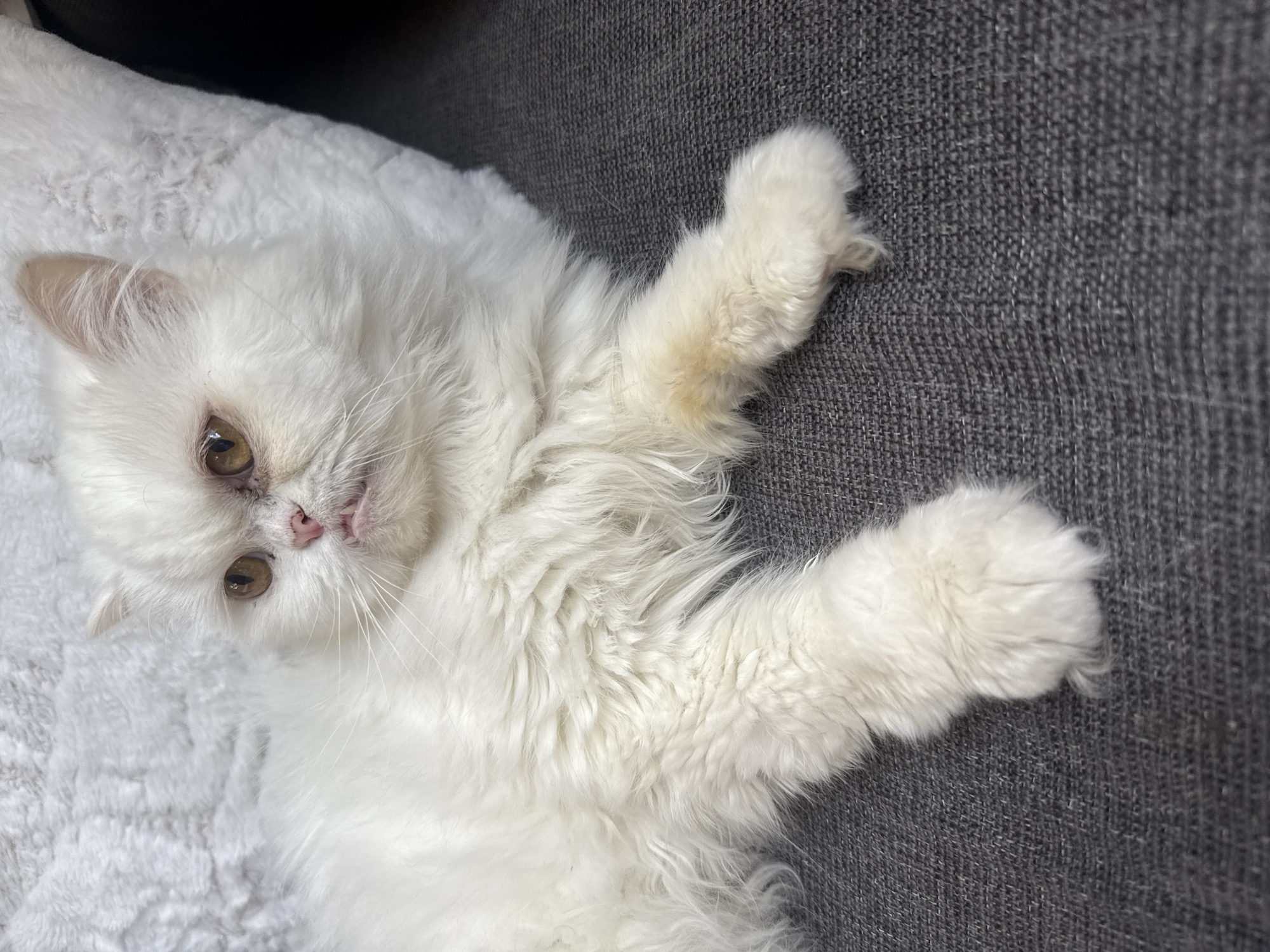 A white, long-haired cat is lying on a gray fabric surface, possibly a sofa or blanket. The cat is partially on a white, plush material as well. The cat has golden eyes and a pink nose. The location is not discernible from the image.