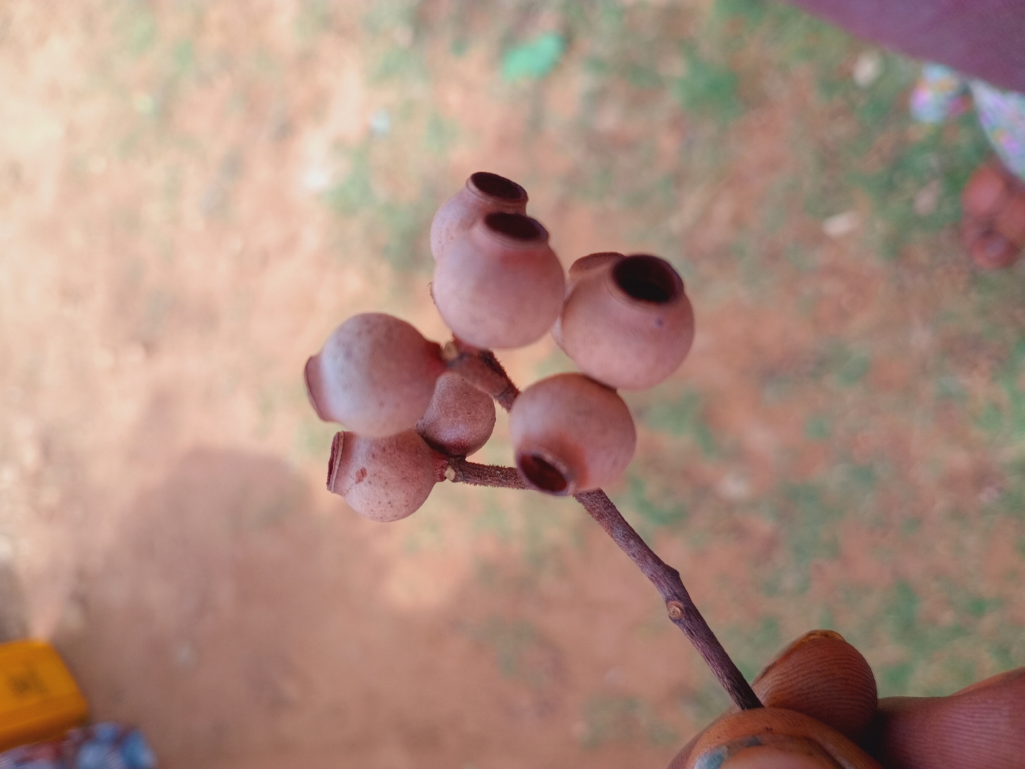 A small, brown twig bearing several seed pods, each roughly spherical with a prominent dark opening at the top, is held in a person's hand. The pod's exteriors are textured and appear slightly speckled. The background consists of a blurred outdoor scene with patches of brownish ground interspersed with green vegetation. Part of a yellow object and indistinct colorful items are visible on the bottom left. The scene's location is not apparent from the provided image and cannot be verified to be in Jos, Nigeria. No action is evident.