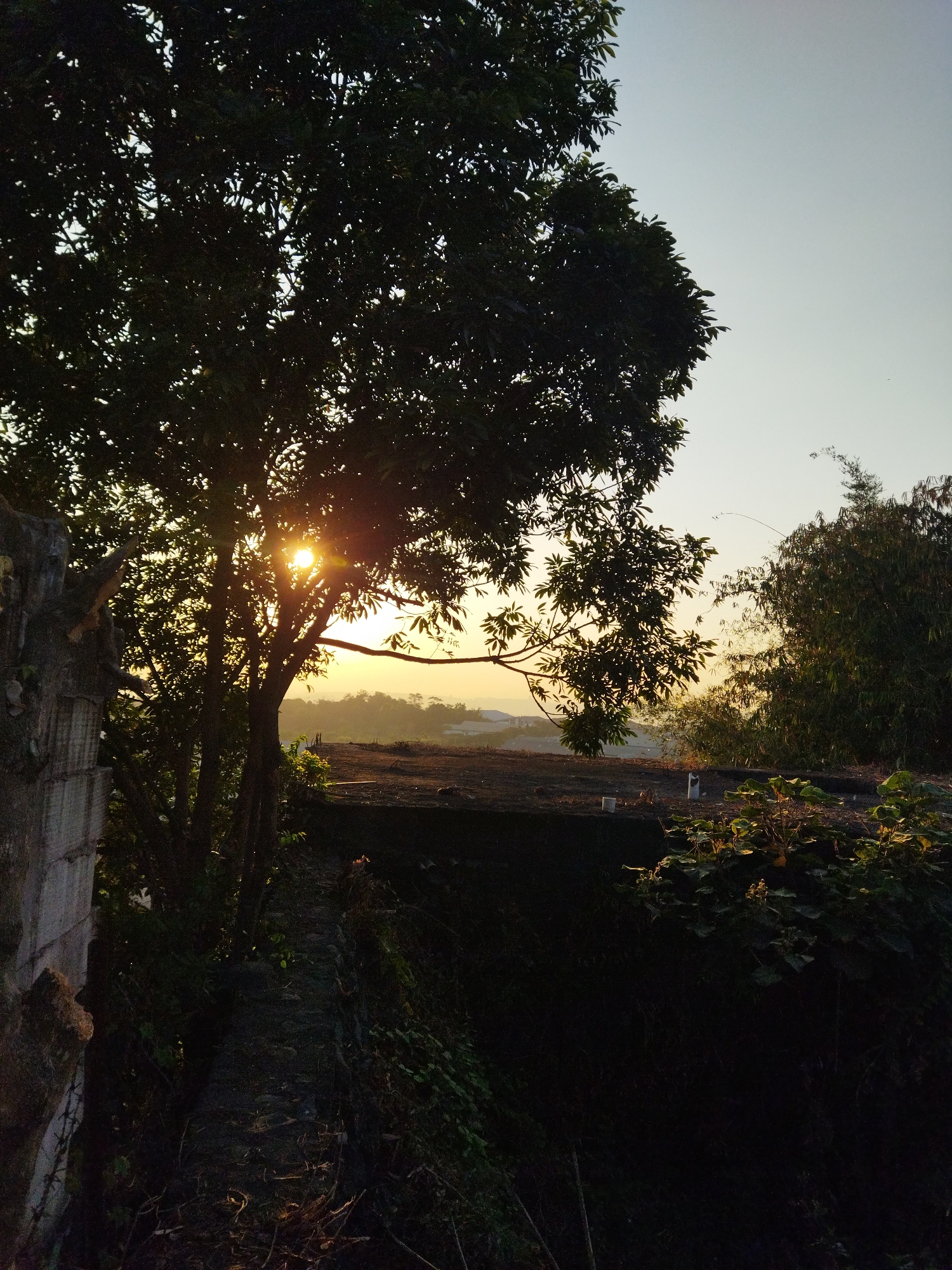The image depicts a sunset scene, likely taken from a vantage point overlooking a city or town. A large tree dominates the left side of the frame, its dark silhouette stark against the bright sky. Sunlight filters through the leaves, creating a lens flare effect. In the distance, a hazy landscape with some structures is visible. The foreground is filled with shadows and vegetation, with a stone wall on the far left. The sky is clear and pale, transitioning to warmer tones near the horizon. The overall atmosphere is serene and tranquil. It is not possible to determine the specific location within Semarang, Indonesia based on the provided image alone.