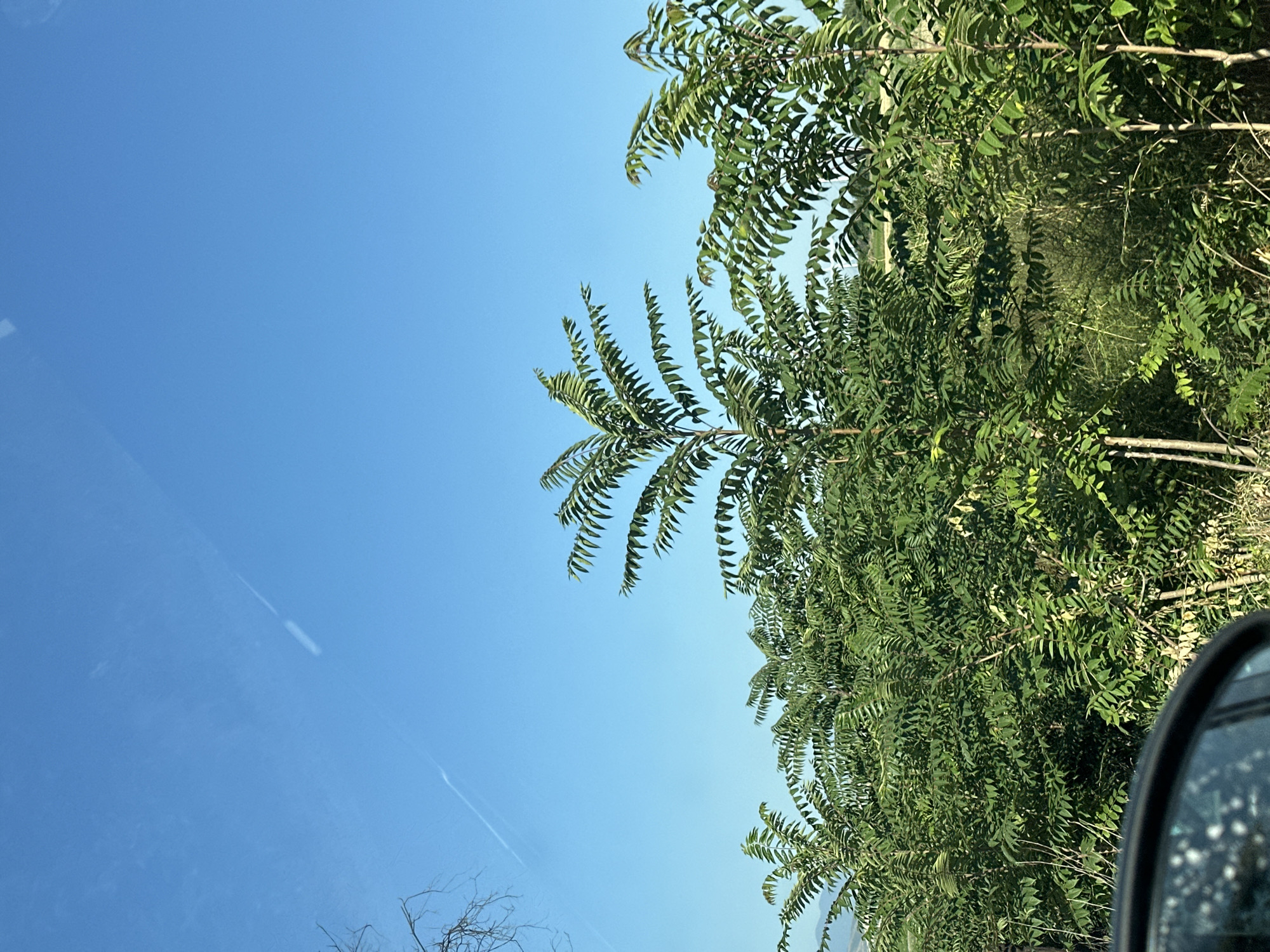 The image captures a bright, clear sky above a dense cluster of green trees with compound leaves. The trees appear to be in a rural or natural setting, possibly on the outskirts of Stamboliyski, Bulgaria, given the presence of vegetation and the vast, open sky. There are no people or animals visible in the frame. The lower left corner of the image shows a portion of a car's side mirror, suggesting the photo was taken from inside a moving vehicle. The mirror reflects a blurred image of the sky and some bright spots, possibly water droplets or dirt on the mirror's surface. A faint, white contrail stretches diagonally across the upper left portion of the sky. The overall scene is one of natural beauty under a sunny sky, with a hint of human presence through the vehicle's reflection.