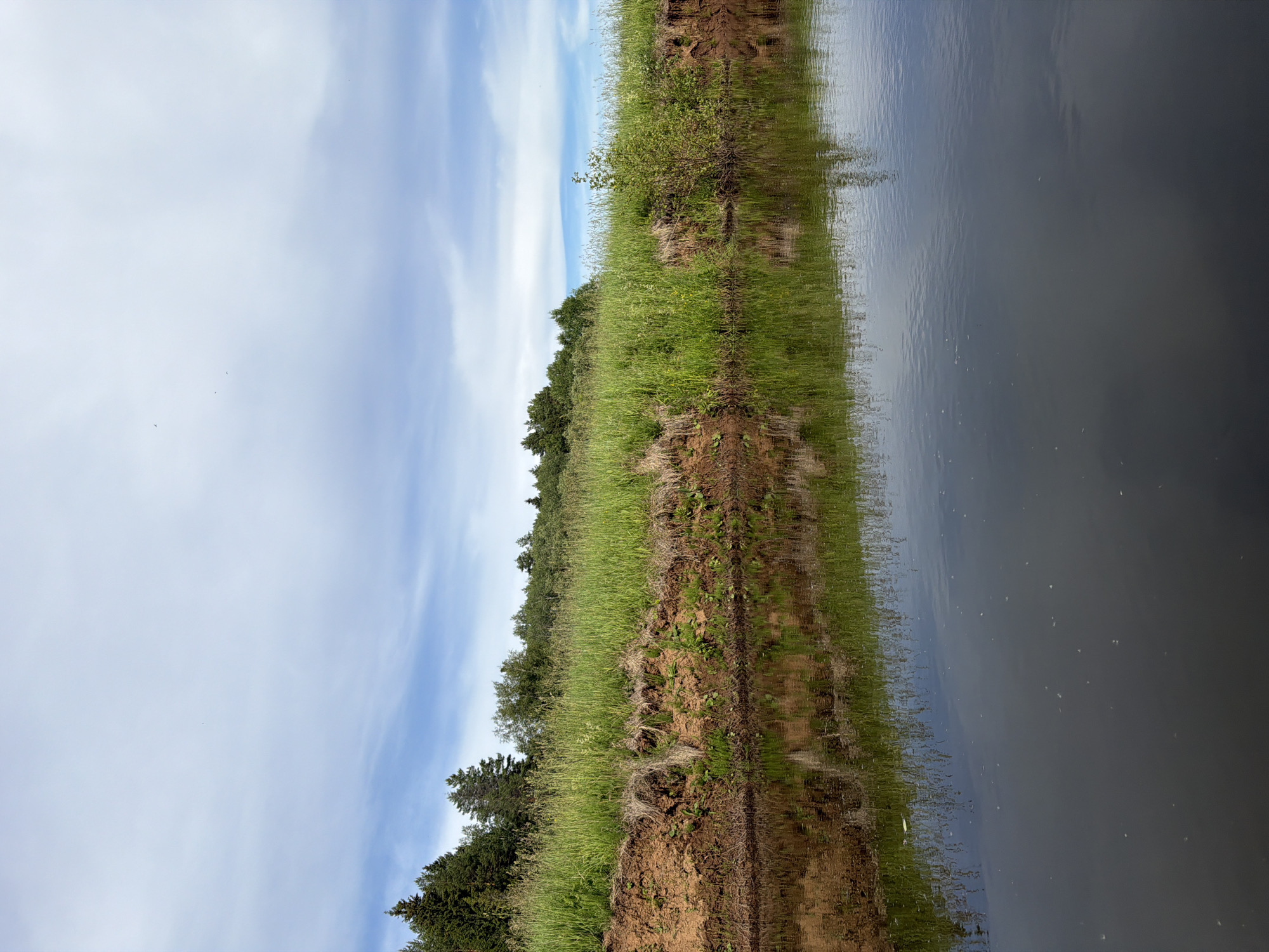A wide shot captures a serene riverbank scene in Garevaya, Russia, under a partly cloudy sky. The foreground is dominated by the dark, reflective surface of the river, with subtle ripples distorting the faint reflections of the opposite bank. The riverbank itself is a steep, eroded cliff face of reddish-brown soil, densely overgrown with vibrant green grass and wildflowers. Beyond the immediate bank, a thick band of tall, lush grass stretches horizontally across the mid-ground, interspersed with small trees and bushes. In the background, a dense line of dark green coniferous trees forms a natural backdrop, rising towards the pale blue sky dotted with white, wispy clouds. The overall impression is one of natural tranquility and untouched wilderness.