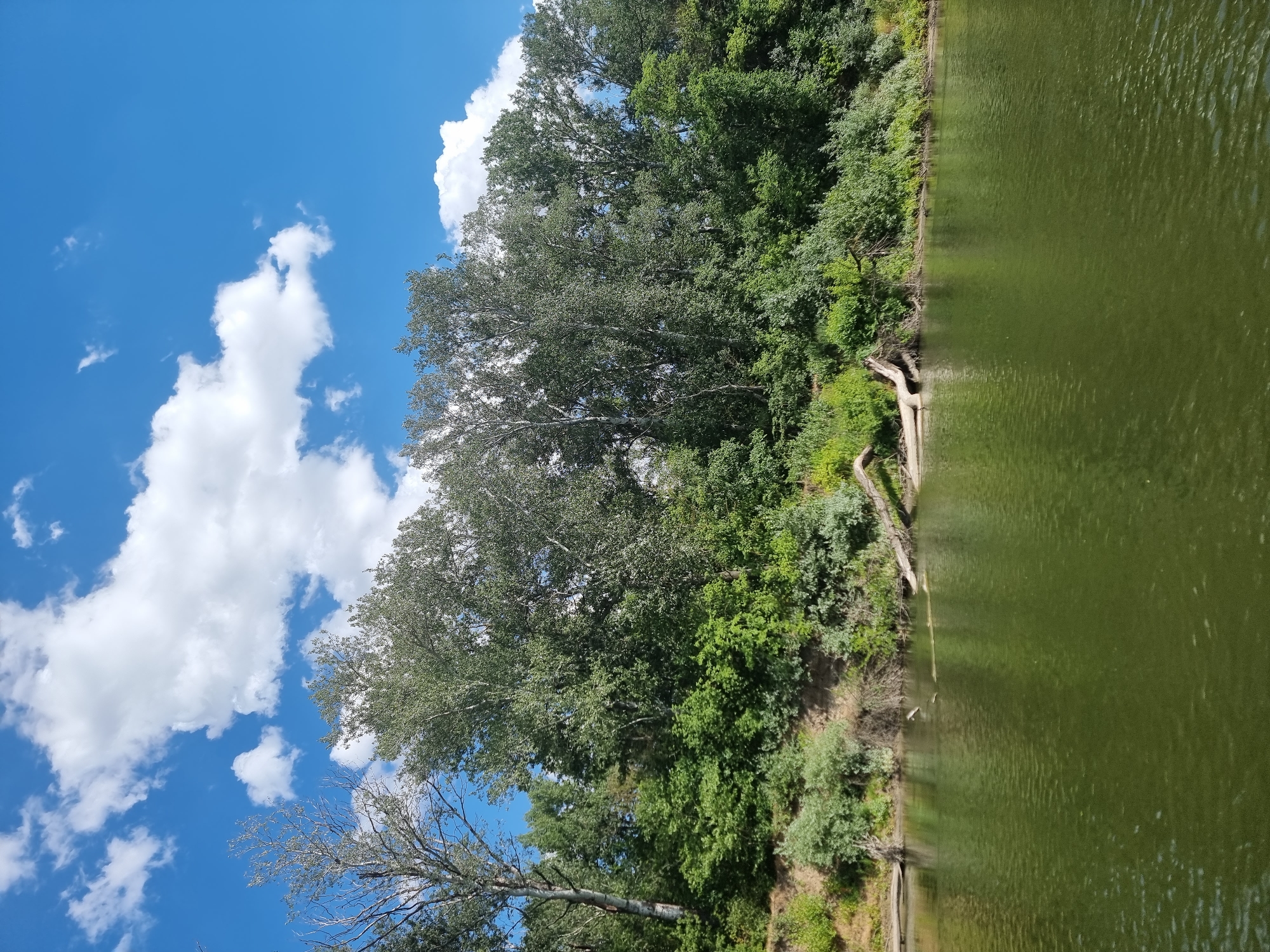 A wide, tranquil river occupies the foreground, its surface a deep olive green with subtle ripples. The far bank is densely forested, a wall of lush green foliage interspersed with taller, lighter-barked trees. A sandy embankment is visible beneath the trees, with some exposed roots and fallen logs. The sky above is a vibrant blue, populated by fluffy white cumulus clouds. The scene evokes a sense of natural beauty and peacefulness, likely captured on a bright, sunny day. This appears to be a section of the Dniester River, a prominent natural landmark bordering Tiraspol, Moldova, showcasing its verdant riverine environment.