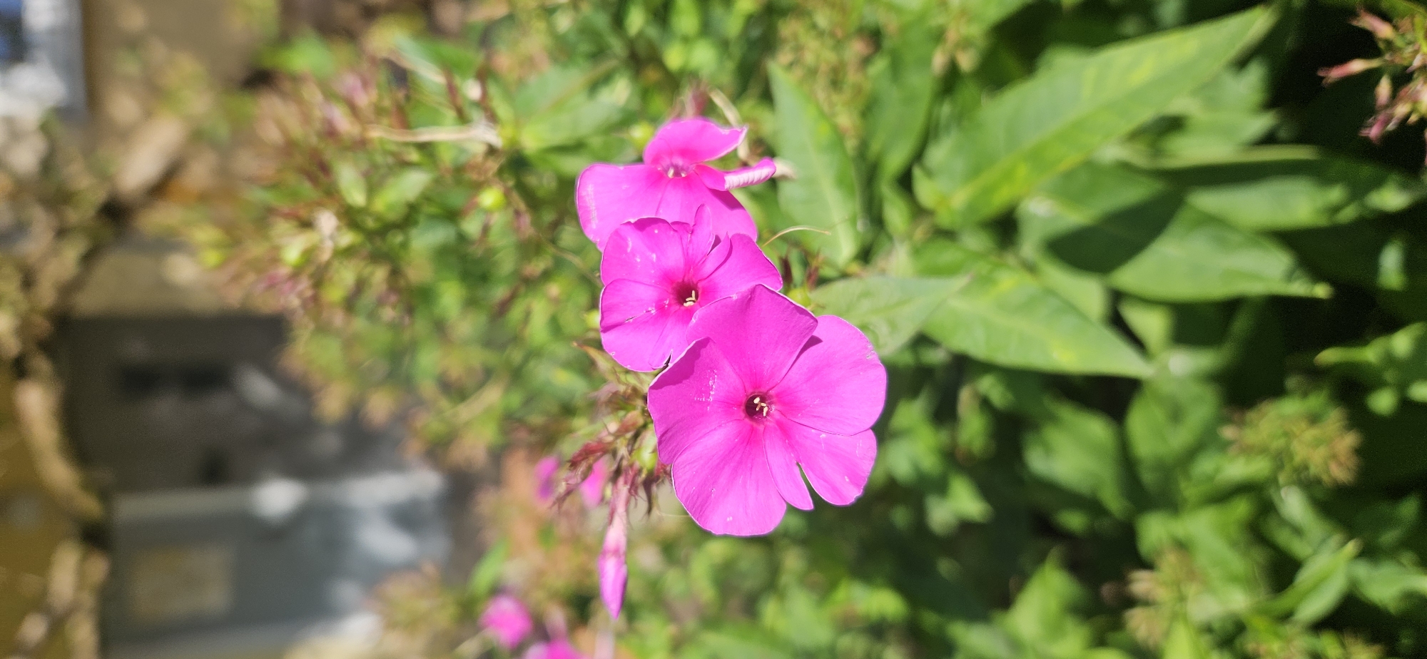 In Vitsebsk, Belarus, a cluster of vibrant pink phlox flowers is in sharp focus, positioned centrally in the frame. The flowers are bathed in bright sunlight, casting subtle shadows on the lush green foliage that surrounds them. The background is softly blurred, revealing hints of a building with a neutral-toned facade, suggesting an outdoor setting like a garden or park. The image captures a moment of natural beauty, highlighting the intricate details of the flowers against a gentle, out-of-focus backdrop.