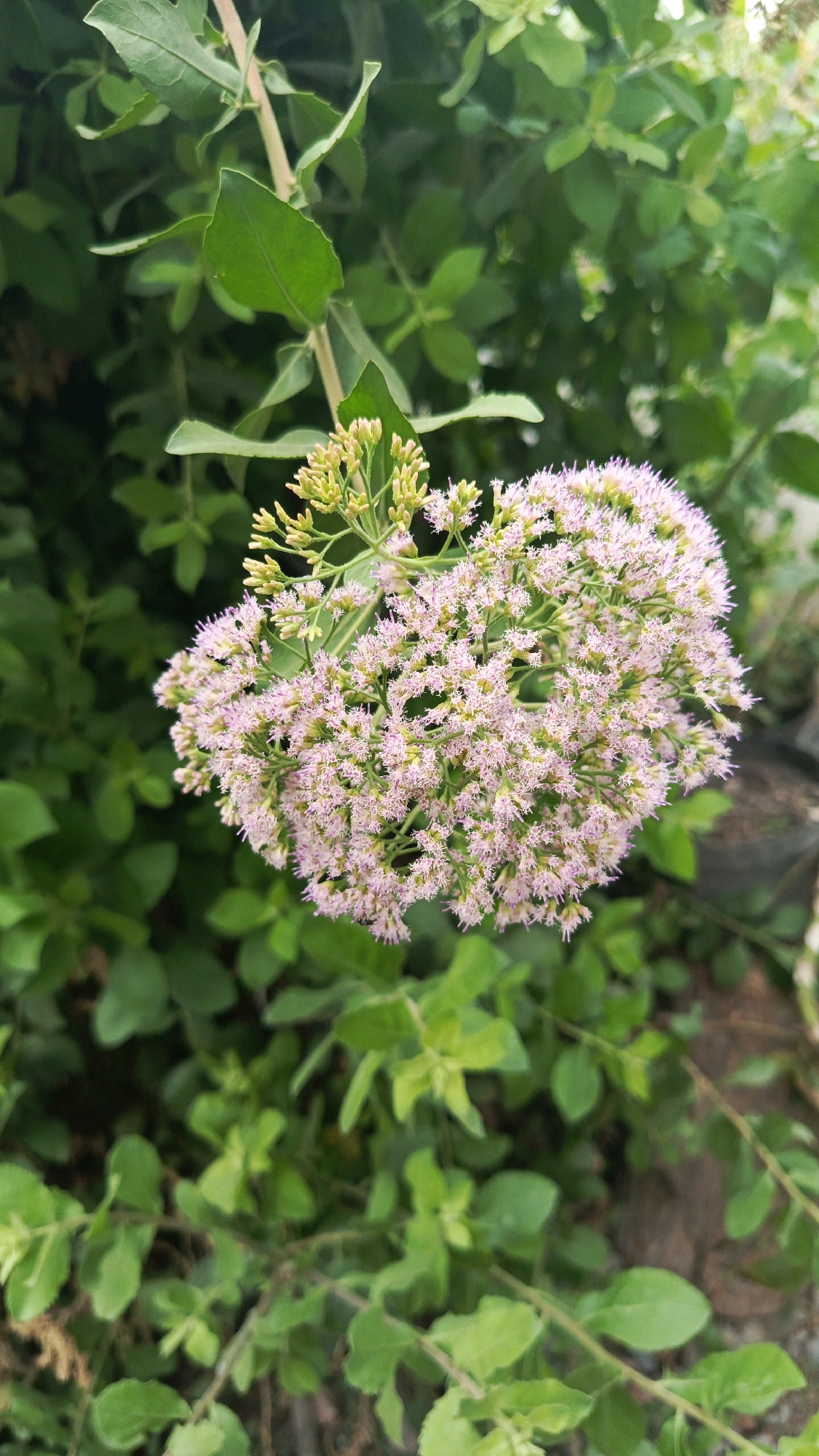 In Ronowijayan, Indonesia, a cluster of delicate pink flowers with a fluffy texture blooms prominently in the foreground of the image. These flowers are arranged in a dense, rounded inflorescence atop a stem that extends vertically from the bottom left of the frame. The flowers are small and numerous, with fine, thread-like petals that give them a soft, airy appearance. Above the main cluster, a smaller bud-like formation of unopened flowers can be seen. The background is filled with lush, green foliage. The leaves are varied in shape and size, creating a natural, slightly wild backdrop for the floral display. Some of the leaves are broad and ovate, while others are narrower and elongated. The overall impression is one of natural beauty and growth in an outdoor setting, likely a garden or park area within Ronowijayan.