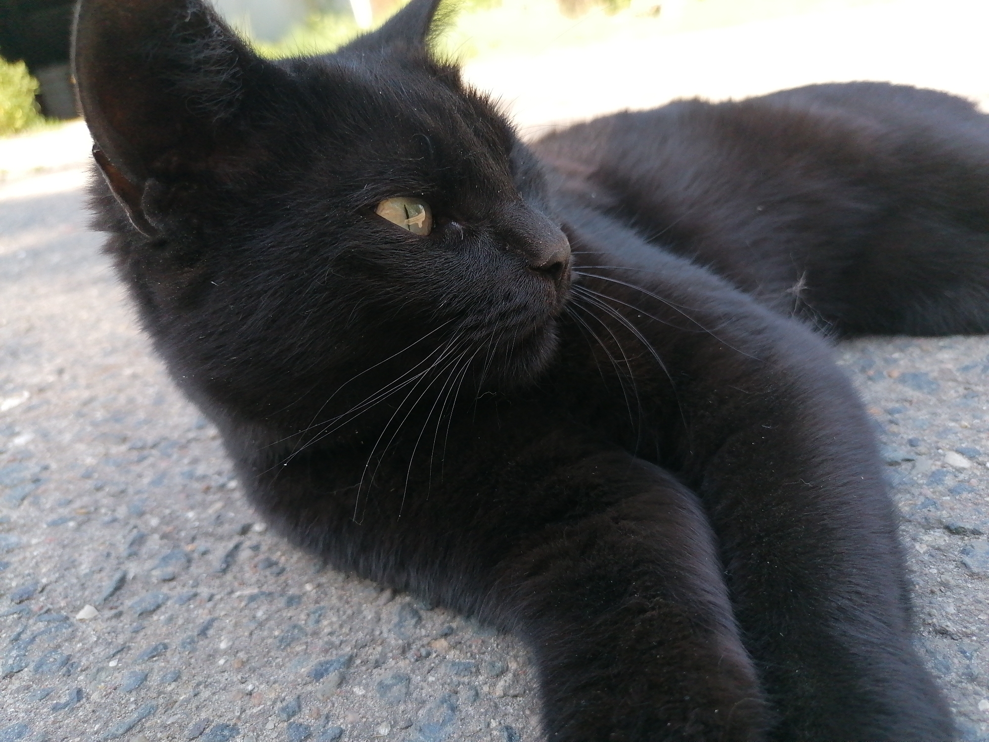 A black cat is lying on a grey asphalt surface. The cat is facing to the right of the frame, with its head turned slightly upwards. The cat's fur is dark and glossy. Its eyes are yellow and appear to be looking off into the distance. The asphalt is textured with small grey stones and appears to be outdoors. In the background, out of focus, there is some greenery and a bright sky.