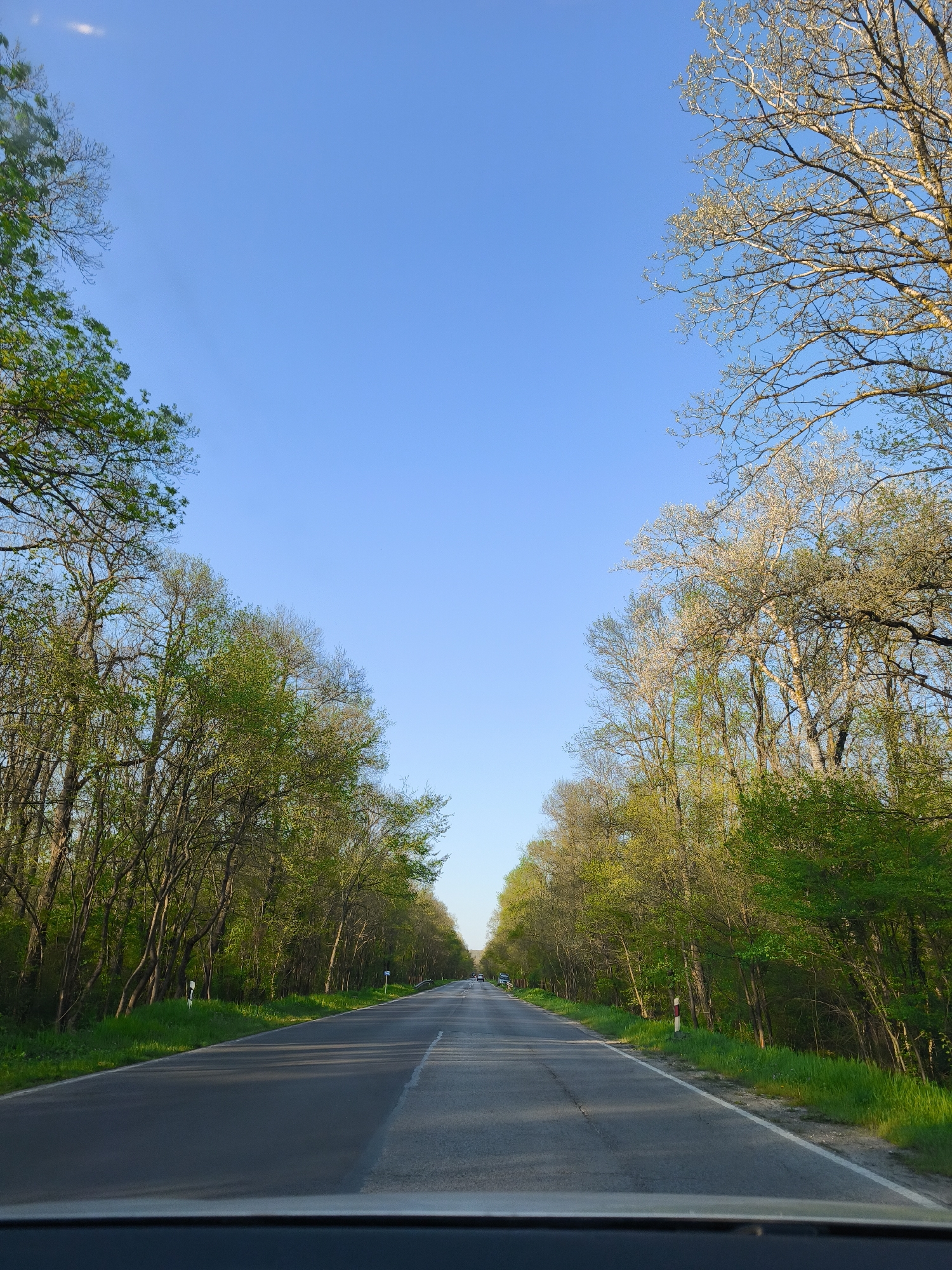 The image shows a straight asphalt road receding into the distance. The road is flanked on both sides by trees, their branches reaching upwards to meet overhead, creating a tunnel-like effect. The trees on the left are in full leaf, while those on the right have lighter foliage, some appearing almost bare. The sky above is clear and blue. A dark horizontal line, likely the dashboard of a vehicle, is visible at the bottom of the frame. The scene is likely located on a rural road in Staro Oriahovo, Bulgaria.