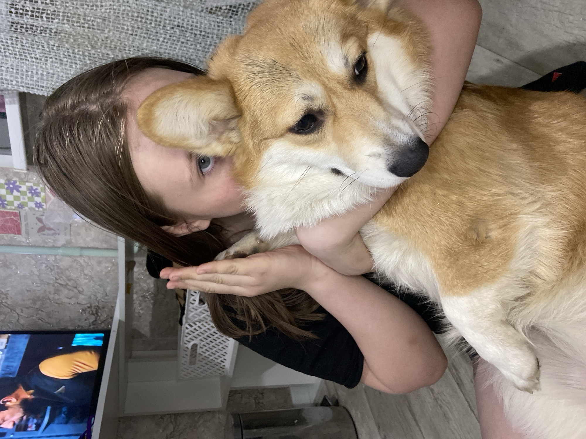 A person with long brown hair is embracing a fawn and white Corgi dog indoors. The person's left arm is wrapped around the dog, and their face is pressed against the dog's head, with their left eye visible, gazing gently. The Corgi, predominantly fawn with white markings on its chest, face, and paws, has dark eyes and a black nose, and is looking slightly downwards and away from the camera. One of the dog's front paws is visible, resting near the person's hands, which are also holding the dog.
The setting appears to be a cozy home environment. In the background, a TV screen is visible on the left, displaying a person wearing an orange/yellow top and a dark jacket, suggesting an entertainment program. The wall behind has a patterned wallpaper featuring floral or geometric designs in shades of purple, green, and white, with some glittery accents. Above the wallpaper, there's a textured light-colored curtain or blind. A white piece of furniture, possibly a shelf or cabinet, is also seen on the left. The floor appears to be light-colored, possibly wood or laminate. A small black tag with a red triangular symbol is attached to the dog's right ear. The scene conveys a moment of affection and comfort between the person and their pet. The location context provided is Chaikovsky, Russia.