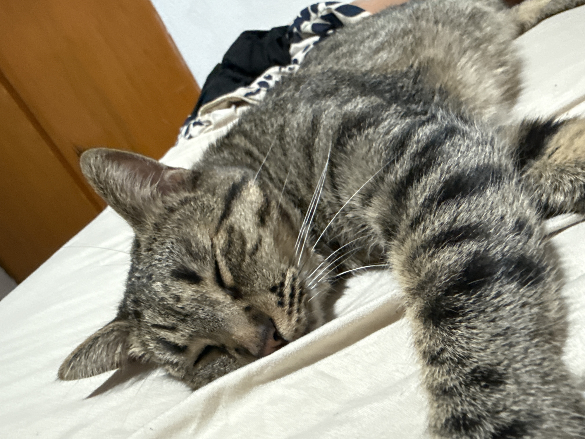 A tabby cat is sleeping on a white bed. The cat is sprawled out with its head resting on the bed and its front paw extended. The cat's fur is a mix of gray and brown. Behind the cat is a brown headboard and some clothing. The location is not specified and cannot be assumed from the image.
