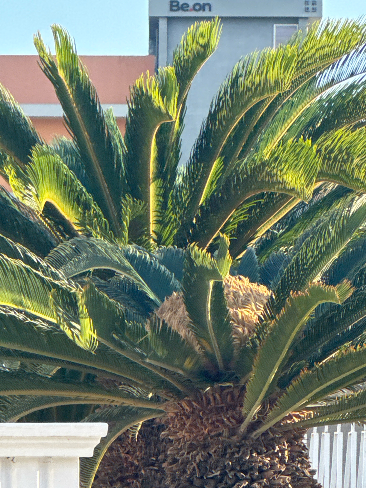 In Mesa Geitonia, Cyprus, a close-up shot focuses on the intricate details of a cycad palm. The fronds, varying in shades of green and illuminated by sunlight, fan out from the textured trunk. In the background, a building with the letters "Be.on" is partially visible, along with a terracotta-colored structure and a white fence. The scene is characterized by the natural elements of the palm against the urban backdrop.