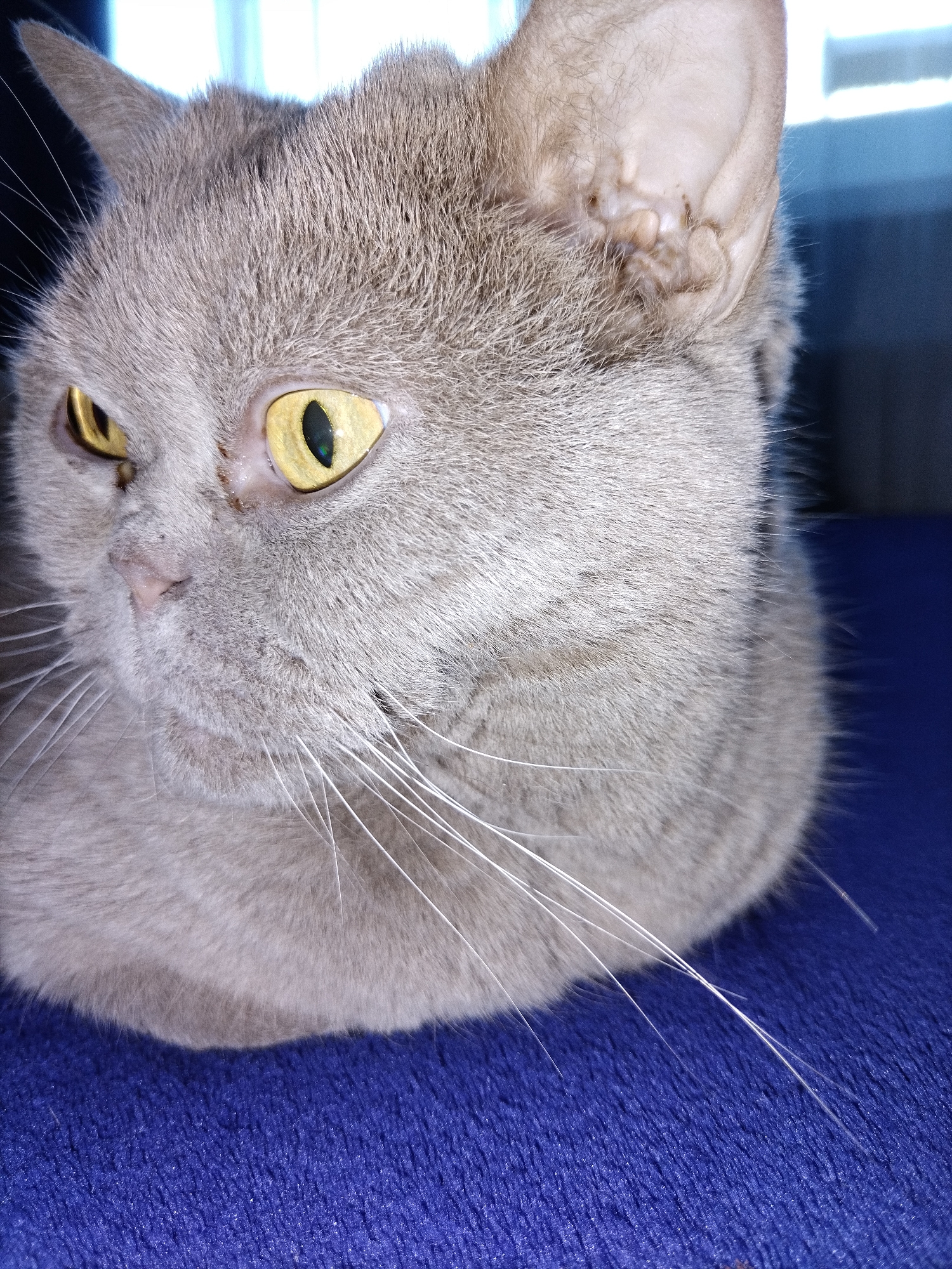 This media file is a close-up, eye-level photograph of a gray cat's face. The cat has large, striking yellow eyes with black pupils. Its fur is short and appears to be a soft, muted gray color. Long, white whiskers fan out from its muzzle. The cat's ears are visible, one of which has some minor visible creasing. The cat is resting on a textured, dark blue surface, possibly upholstery or fabric. The background is out of focus, showing a blurred vertical pattern of light and dark, suggesting a window or blinds. The lighting appears to be from a natural source, casting soft shadows on the cat's face. The cat's expression is neutral or slightly alert, with its gaze directed off to the side. There is no discernible text in the image. The overall impression is one of quiet observation, highlighting the cat's features and the texture of its fur and the surface it rests upon.