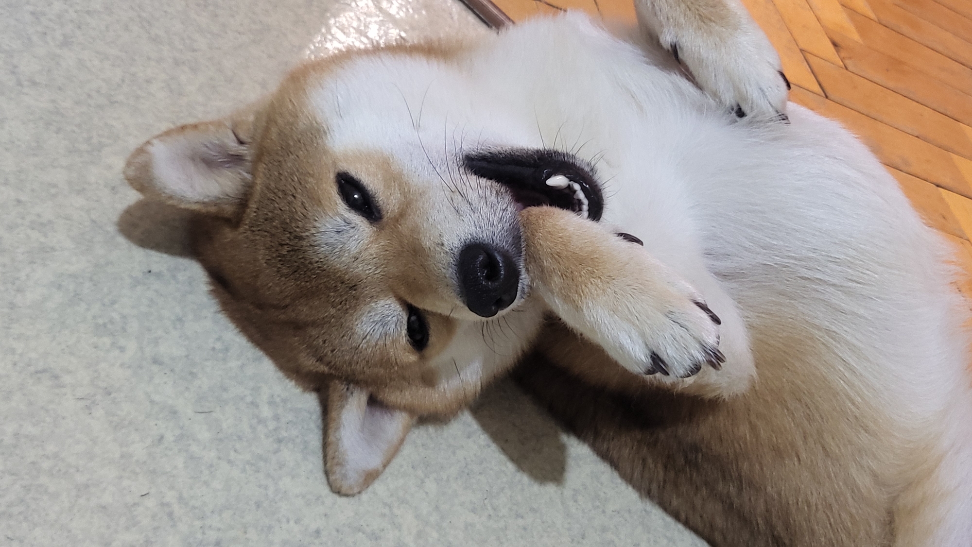 An overhead shot captures a tan and white dog, resembling a Shiba Inu, lying playfully on its back indoors in Markovskii, Russia. The dog's light-colored belly and chest are exposed, indicating a state of relaxation and trust. Its head is turned slightly to the left, with dark, alert eyes gazing towards the viewer. The dog's mouth is partially open, revealing several small, white teeth and pink gums, as one of its front paws is held close to its snout, possibly in a playful or self-soothing gesture. The fur on its face is a darker tan, contrasting with the lighter cream and white fur on its underside. The ears are pointed and erect. The background consists of two distinct flooring types: a light-colored, possibly speckled, surface on the left and a warm-toned wooden floor with a herringbone pattern on the right, suggesting a transition area within a home. The overall mood conveyed is one of comfort and contentment. No text is visible in the image.
