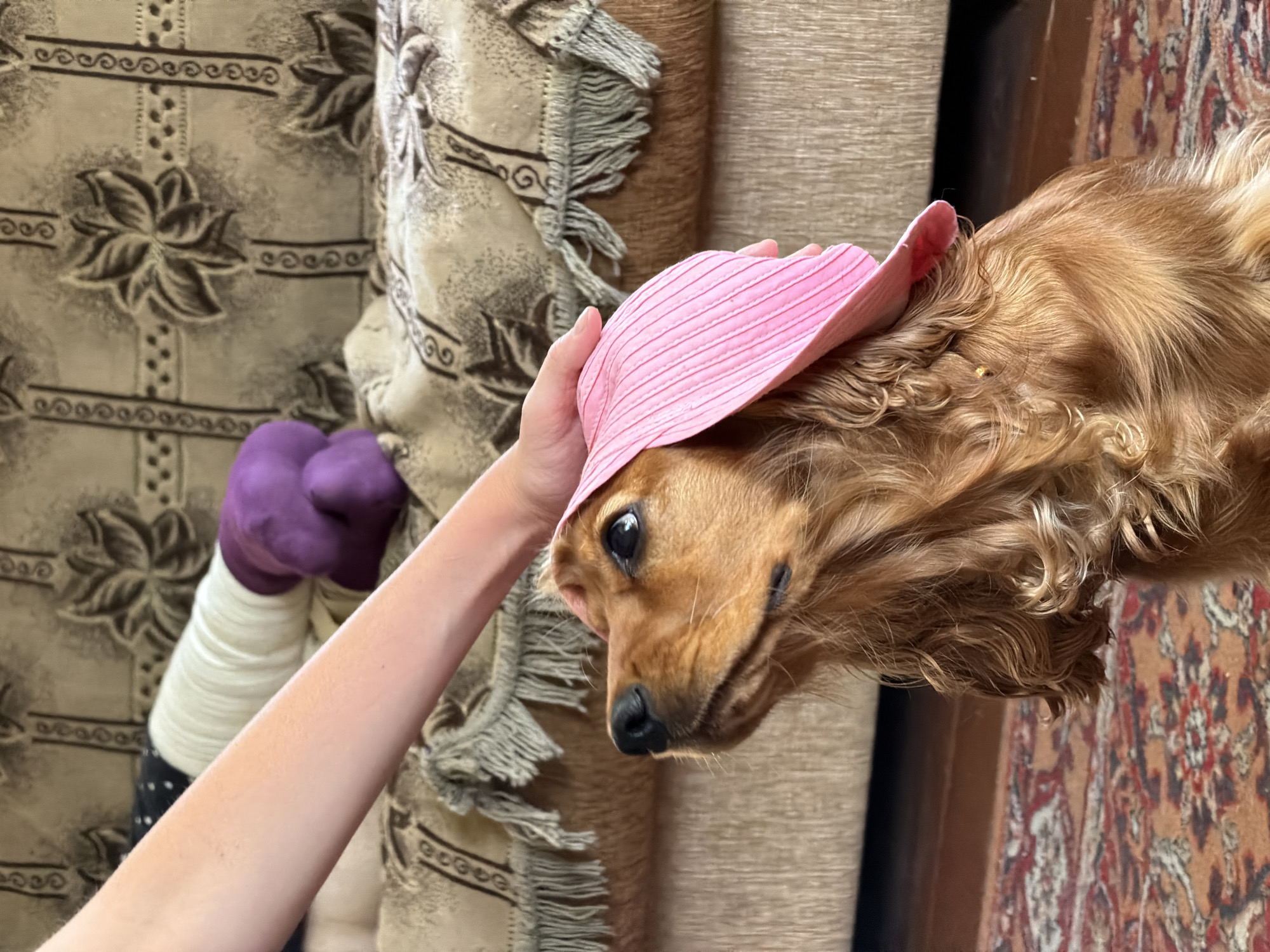 An auburn-colored dog, possibly a spaniel, sits on a patterned rug indoors. A person's hand gently rests on the dog's head, which is adorned with a pink, textured visor. The dog looks upwards and to the left with dark eyes. In the background, a textured sofa with a fringed edge is visible, behind which are out-of-focus objects including a white cylindrical item and a purple amorphous shape. The overall setting appears to be a domestic interior, with no specific identifiable landmarks suggesting the location within Бярэзінскі сельскі Савет, Belarus.