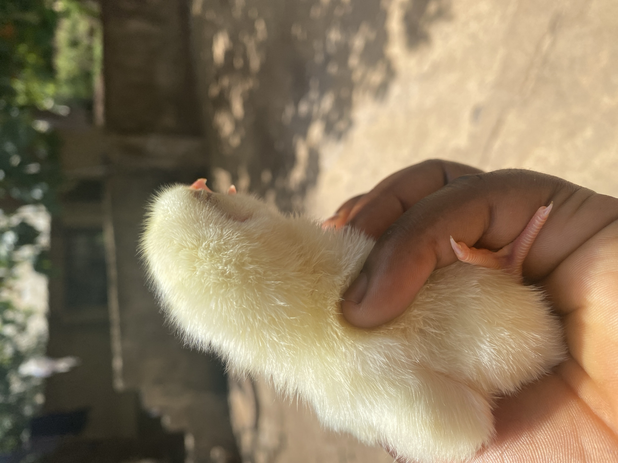 A close-up, outdoor image from Maigizo, Nigeria, features a fluffy, pale yellow baby chick gently held in a person's hand. The chick, appearing very young, is the central subject, oriented horizontally. Its soft, downy feathers are visible, along with its small, pinkish feet and tiny claws. A hint of its beak can be seen near its head.
A dark-skinned hand carefully cradles the chick, with fingers and the palm visible, suggesting a gentle and secure hold. The textures of both the chick's feathers and the person's skin are clearly depicted.
The background is significantly blurred, indicating a shallow depth of field, which keeps the focus sharply on the chick and hand. It reveals a sunlit outdoor environment with strong, defined shadows cast by unseen objects, suggesting a clear, sunny day. Indistinct green foliage and muted brown or beige structures, possibly walls or buildings, are visible in the soft background. The strong natural light suggests it is daytime. No text is visible in the image.