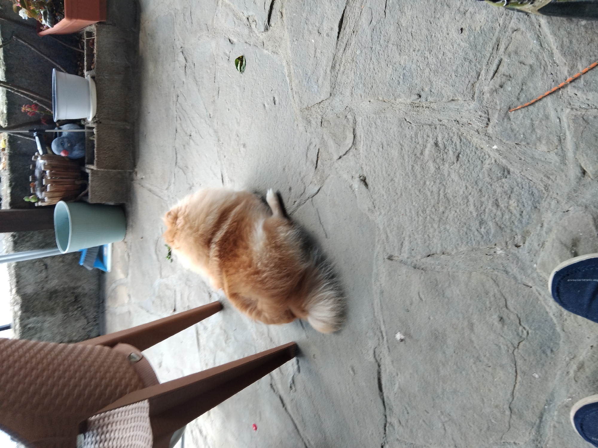 An orange Pomeranian dog is lying on a stone patio in Apriltsi, Bulgaria. The dog is curled up with its tail tucked under its body. A woven chair is partially visible to the left of the dog. In the background, there are several potted plants, a blue bucket, and a bird figurine. The ground is made of large, irregularly shaped stone slabs with visible cracks. The perspective suggests the photo was taken from a standing position, looking down at the dog and patio.
