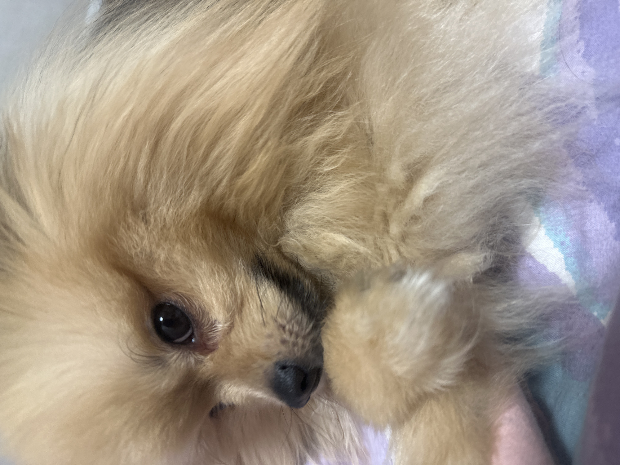 A Pomeranian dog with dense, light brown to golden-blonde fur is depicted in a close-up indoor shot. The dog's head is slightly turned to its left, revealing a dark, round eye and a small, black nose. Part of a furry front paw is visible near its snout, suggesting a resting posture. The dog is situated on a soft, patterned textile surface featuring shades of lavender, light blue, and muted pink. The scene takes place indoors in the city of Votkinsk, Russia.