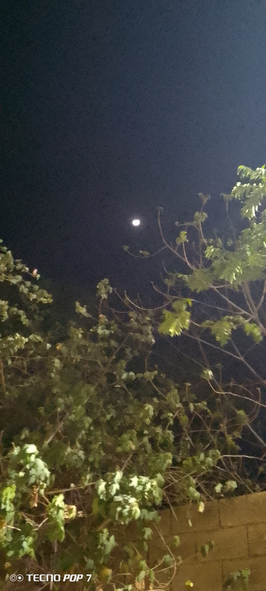 The image depicts a night scene in Altagracia, Venezuela. The sky is dark with a visible moon. Trees with green leaves are in the foreground, partially obscuring the view. A brick wall is at the bottom right of the image. The words "TECNO POP 7" appear in the bottom left corner. No people are visible.