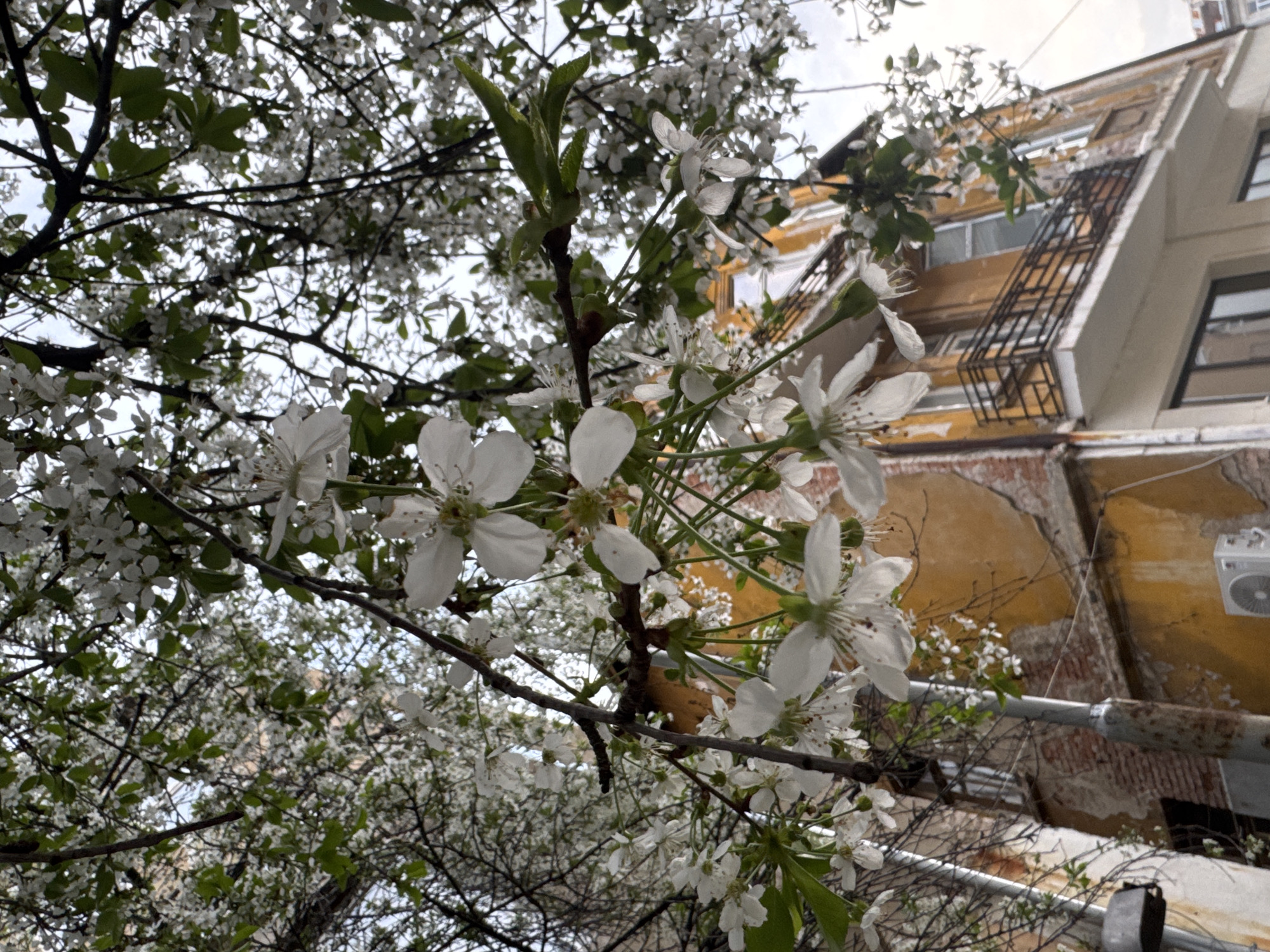 The image presents a close-up, upward view of a tree in full bloom, featuring abundant clusters of delicate white flowers and some fresh green leaves. The tree branches, heavily laden with blossoms, occupy the majority of the foreground and mid-ground, creating a vibrant natural canopy.
In the background, an aged urban building is partially visible, characterized by its faded ochre-yellow facade with sections of exposed reddish-brown brickwork. The building features several windows with dark frames and an intricate dark metal structure, possibly a fire escape or decorative balcony, running diagonally across its side. An air conditioning unit is mounted on the exterior wall in the lower right. Below the building, horizontal pipes or conduits are visible in the lower mid-ground.
The scene is an outdoor urban setting, likely captured during a spring day with an overcast or cloudy sky, evidenced by the soft, diffused natural light. The photograph lacks any visible people or specific events, focusing instead on the juxtaposition of flourishing natural beauty against the backdrop of weathered urban architecture. The architectural style and general appearance are consistent with an older city environment, such as Sofia, Bulgaria. There is no visible text in the image.