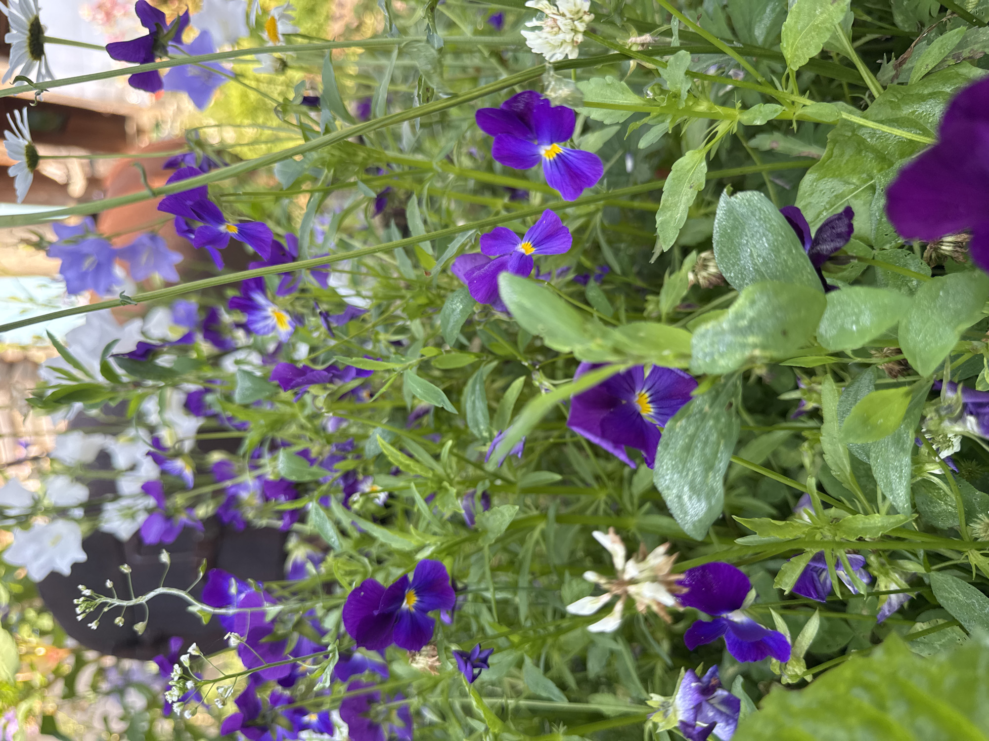 A medium shot captures a dense bed of purple pansies and other small flowers with green foliage. In the background, out of focus, are white and light blue flowers, and a blurred dark figure that could be a person. The scene appears to be a garden in Urazovo, Russia. The focus is sharp on the pansies in the foreground, highlighting their delicate petals and yellow centers. The overall impression is of a lush, vibrant garden.