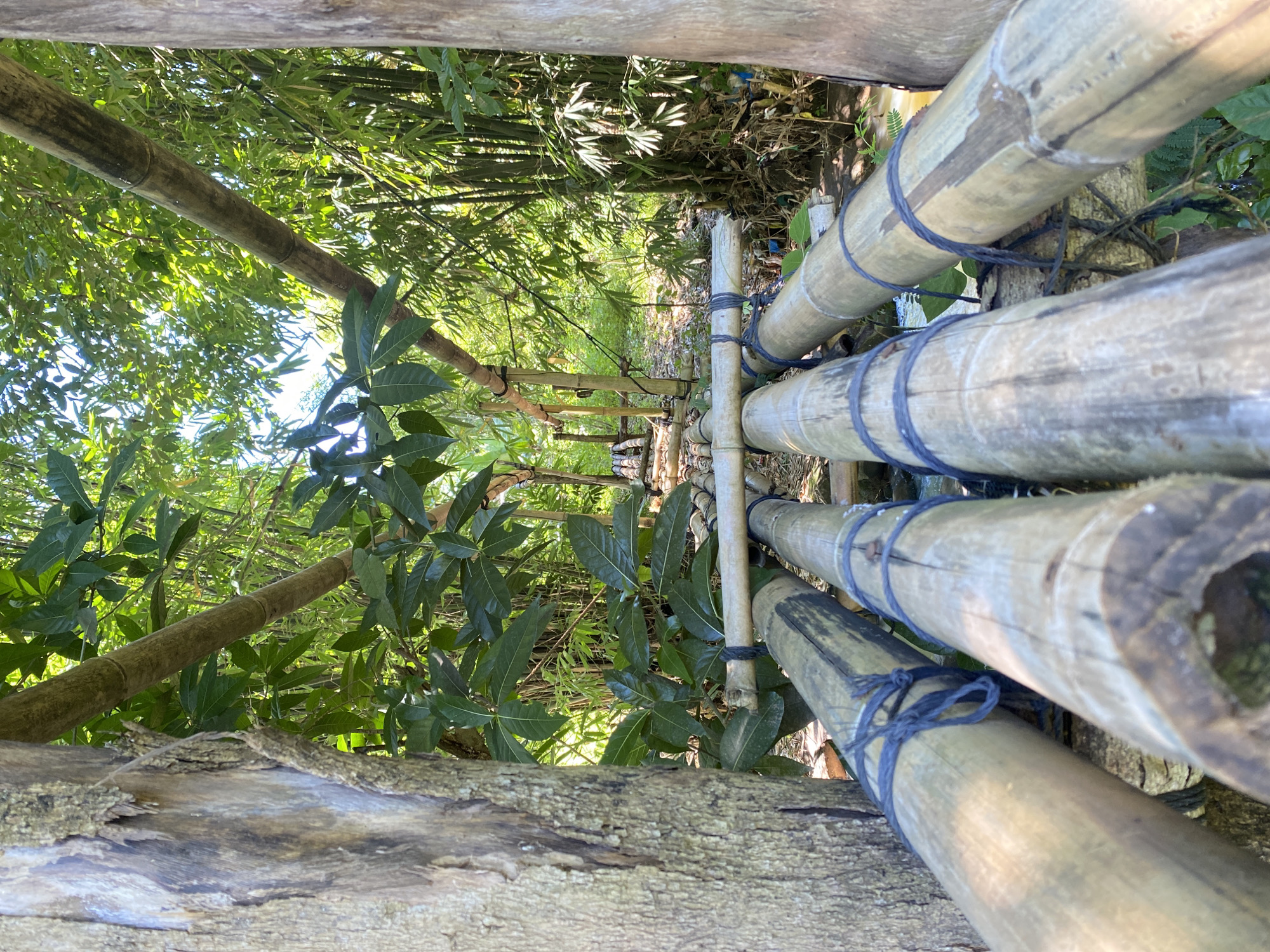 An outdoor, low-angle, eye-level shot captures a rustic, hand-built bamboo bridge crossing a shallow stream in a lush, green environment, possibly a park or natural area within Davao City, Philippines. The bridge is constructed from thick bamboo logs, tied together with dark rope. Some logs are weathered and show signs of age. The foreground is dominated by two parallel bamboo logs, their rough texture and knotty surfaces clearly visible. Behind them, more bamboo logs form the bridge structure, leading into a verdant background filled with tropical foliage, including large-leafed plants and bamboo stalks. Sunlight filters through the dense canopy, creating dappled light and shadows. The stream beneath the bridge appears shallow and possibly muddy. No people are present in the scene. The overall impression is one of natural beauty and simple, resourceful construction.