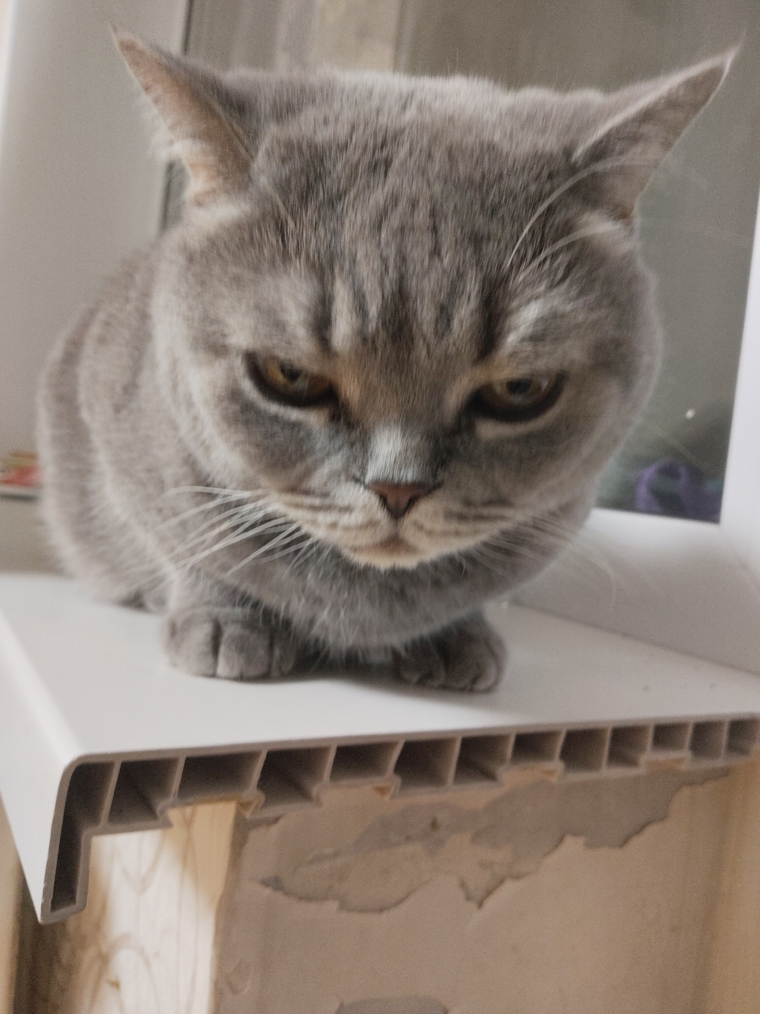 A gray British Shorthair cat is sitting on a white windowsill. The cat is facing forward and looking down with a displeased expression. The wall below the windowsill is in need of repair. The location is in an unknown city and state.