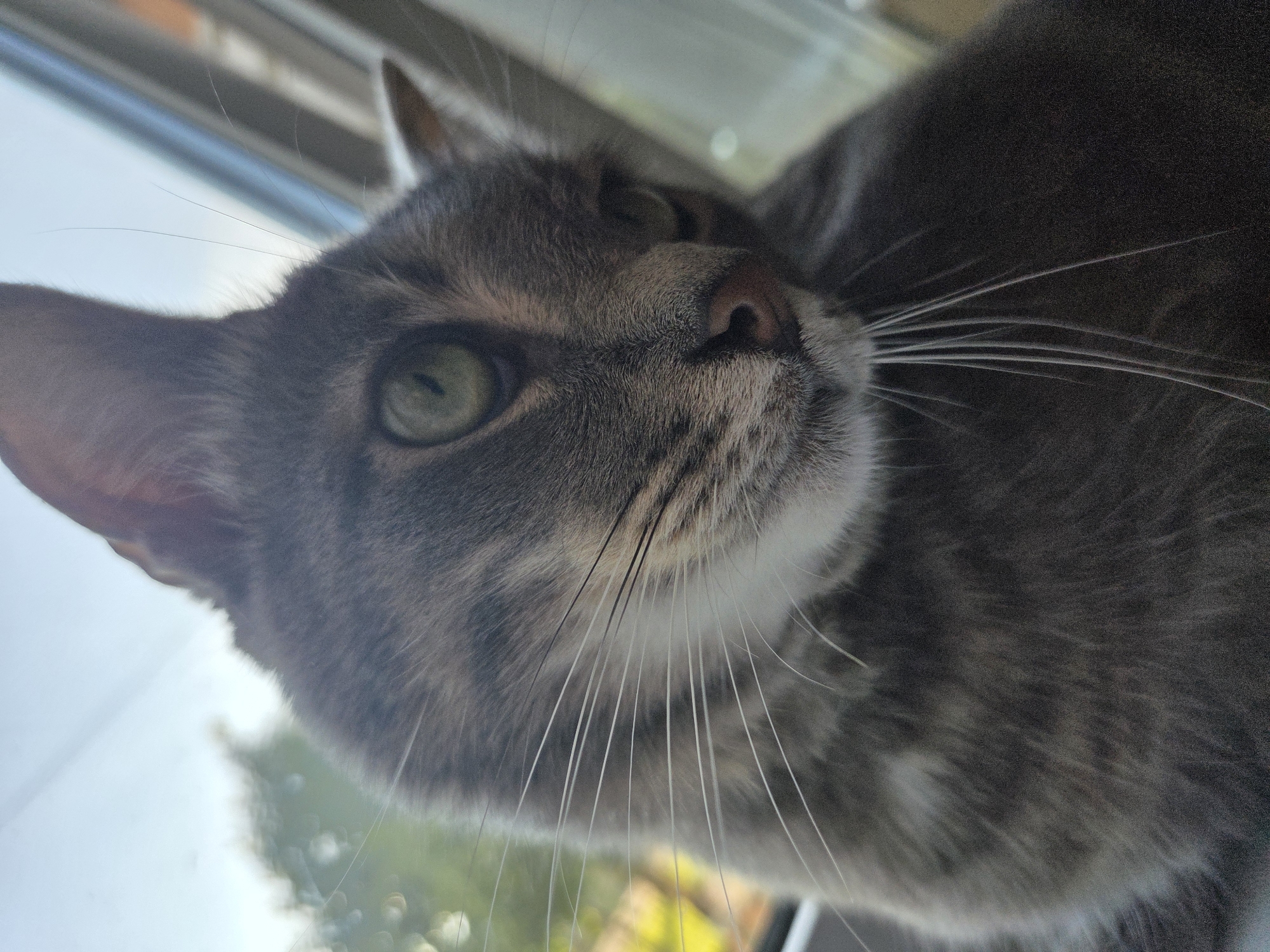 A close-up, low-angle shot captures the face of a grey tabby cat with striking green eyes. The cat's head is tilted upwards and slightly to the right, giving it a curious and alert expression. Its fur is predominantly grey with faint darker stripes and lighter, almost white, patches around its muzzle and under its chin. Long, prominent white whiskers fan out from its snout.
The cat appears to be positioned on a transparent surface, likely a window or a glass table, as the background consists of a bright, out-of-focus outdoor scene. Beyond the cat, a light blue sky is visible, along with blurred hints of green foliage, suggesting trees or bushes. The overall lighting indicates it is daytime. No text is visible in the image.